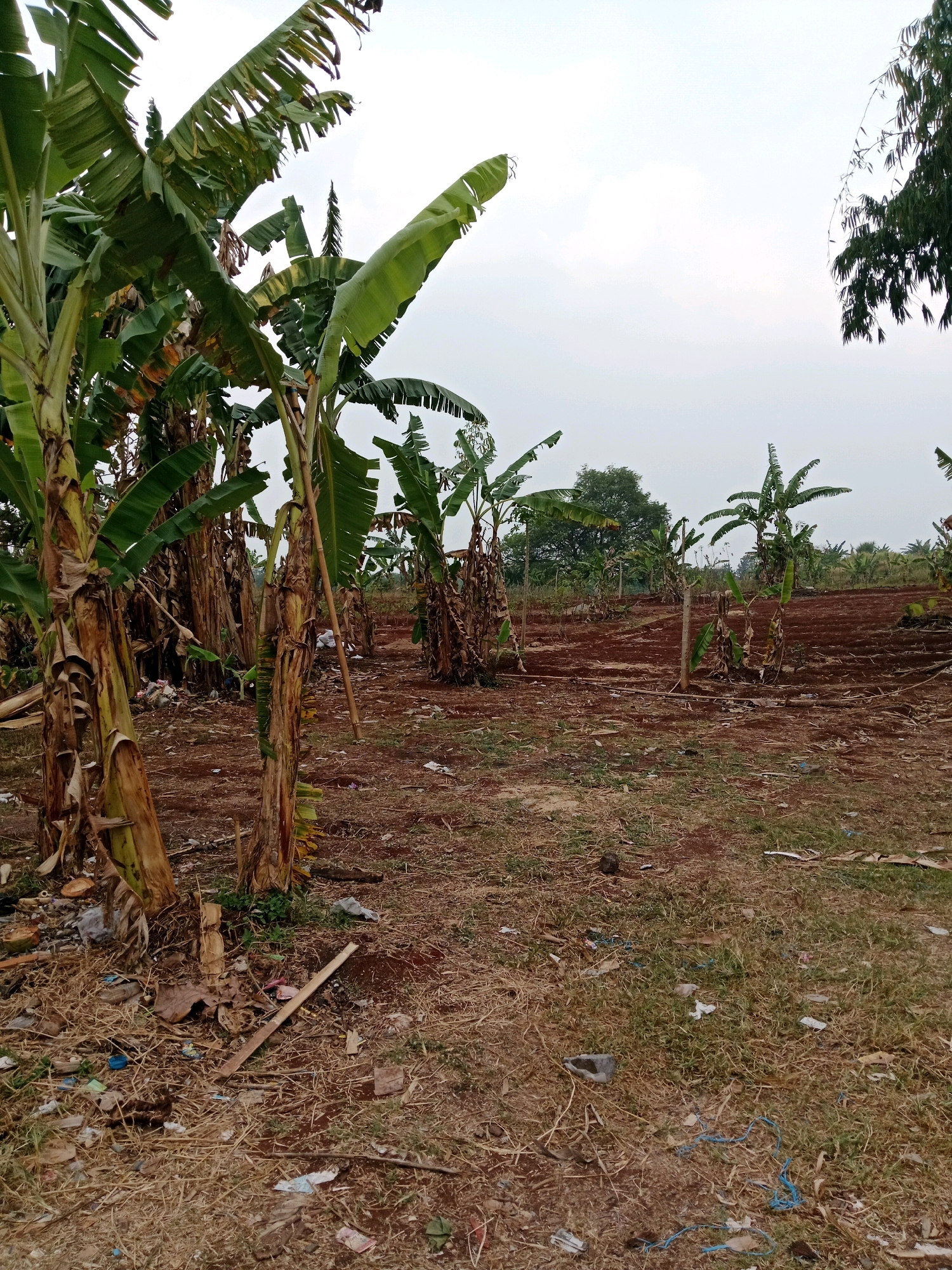 An outdoor scene in Cianjur, Indonesia, depicts a banana plantation with mature banana trees and a cultivated field. The ground is primarily reddish-brown soil, with areas of dry grass and scattered debris, including plastic waste. In the foreground, several banana trees with large, tattered leaves are prominent. Further into the plantation, more banana trees are visible, some appearing younger or less robust. The sky is overcast. The overall impression is one of an agricultural area with some signs of neglect due to the presence of litter.