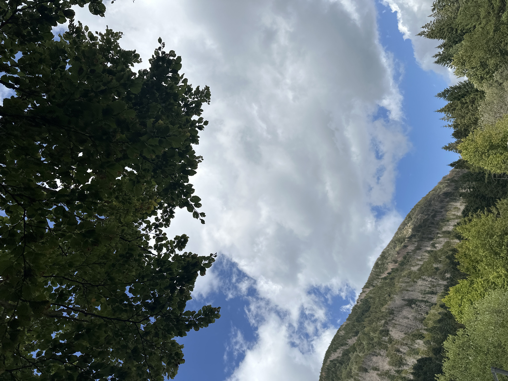 The image captures a mountain landscape under a cloudy sky, with foliage framing the top portion. The mountain, on the left side of the frame, is covered in a dense forest of evergreen trees and some sparser, lighter-colored trees which appear to be deciduous and possibly dead or dying. The slope of the mountain is steep and rugged. The sky is a mix of bright blue patches and large, billowing white clouds. In the foreground, at the bottom of the image, there is a line of lush green trees, mostly deciduous, with some evergreens interspersed. The overall impression is of a natural, mountainous environment. The location is specified as Corniglio, Italy.