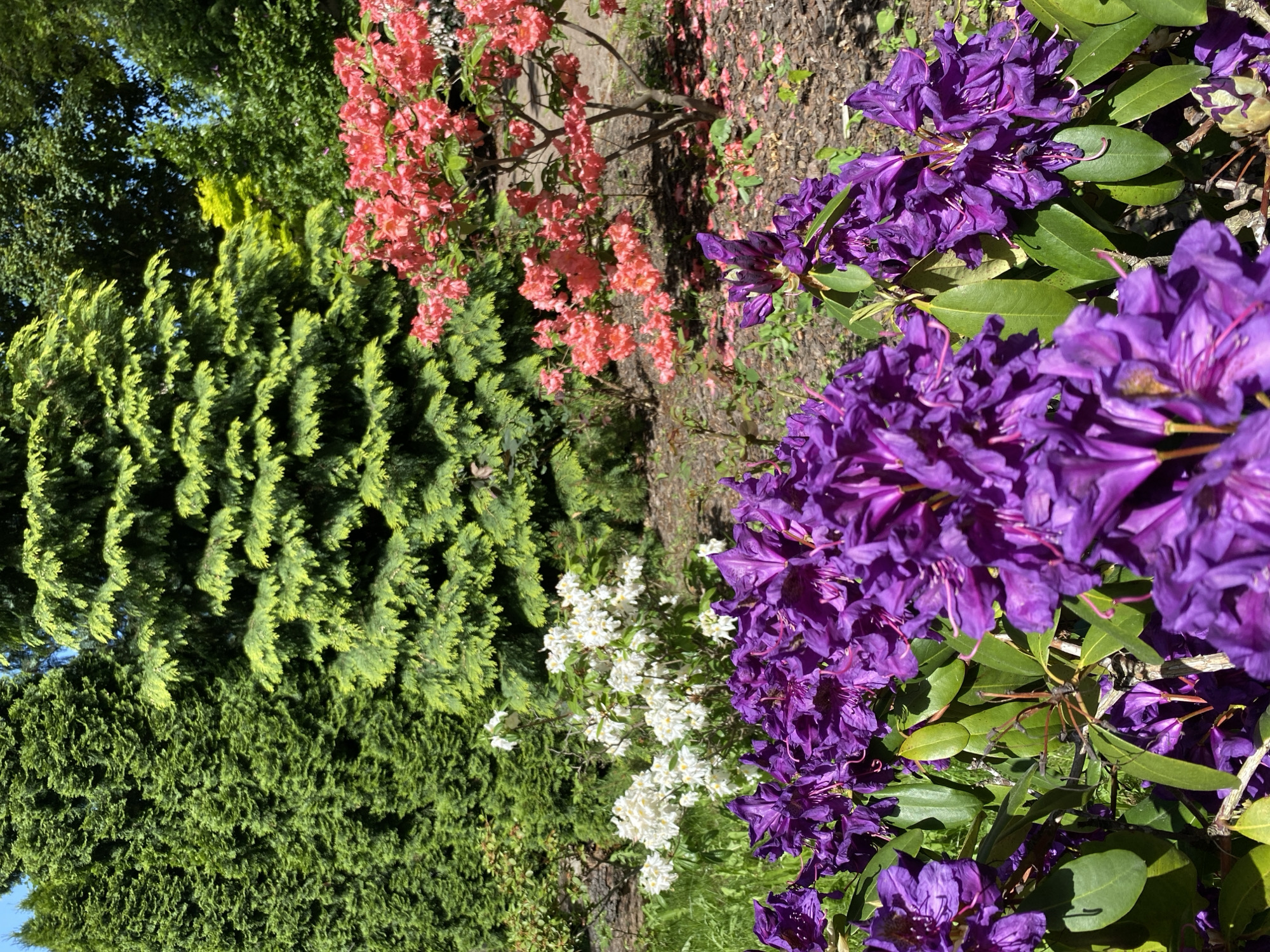 The image shows a garden scene with a variety of plants in bloom. In the foreground, there are purple rhododendrons in full bloom. Behind the rhododendrons, there are shrubs with pink and white flowers, as well as evergreen trees. The location is Wielka Wieś, Poland.