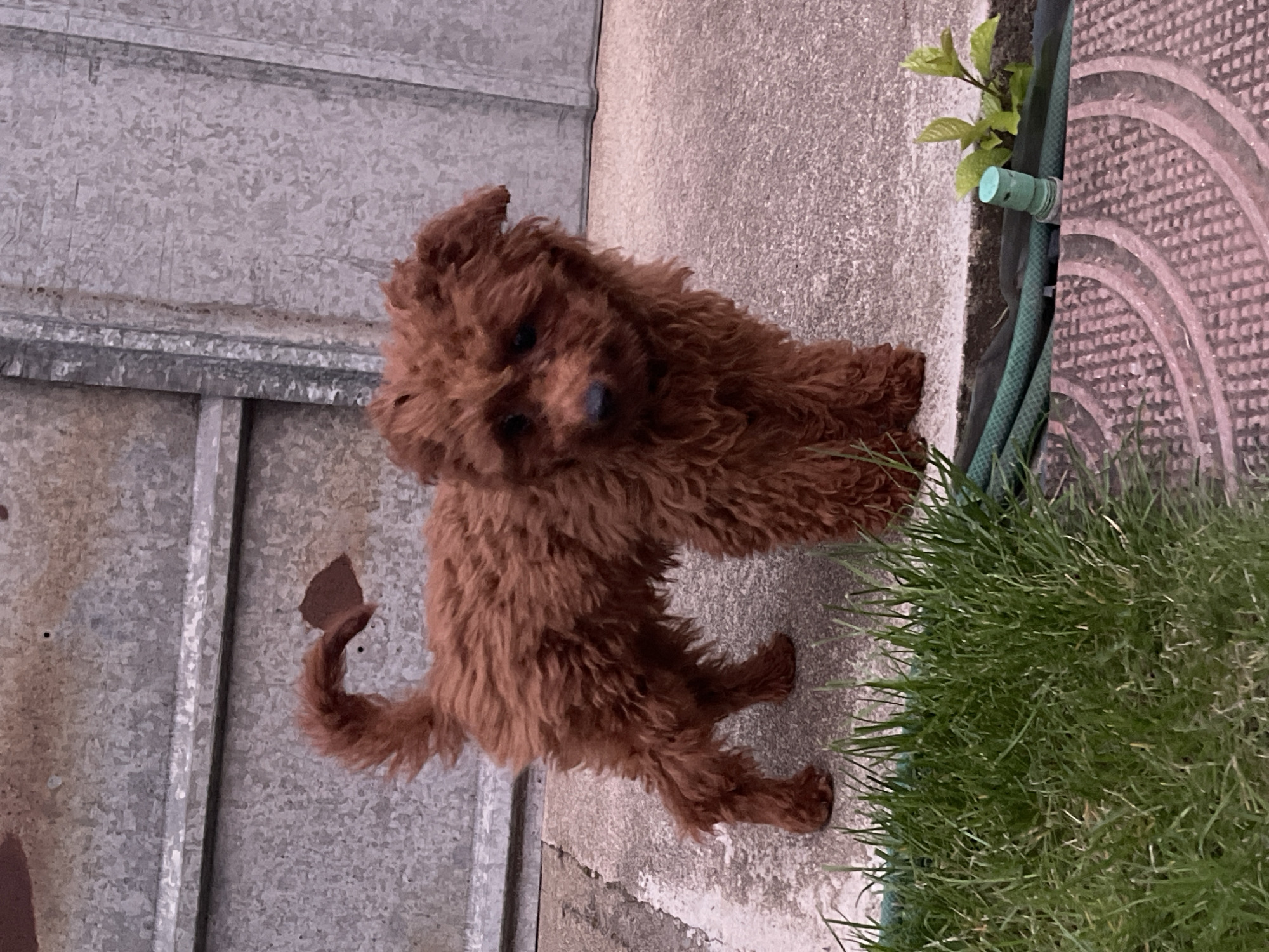 This vertical image depicts a small, fluffy, reddish-brown dog, likely a poodle or similar breed, standing in an outdoor setting in Sofia, Bulgaria. The dog is the central subject, positioned on a light grey concrete or paved surface, looking directly at the viewer with a curious expression. Its head is slightly tilted, and its dark eyes are visible amidst its dense, curly fur.
To the dog's left and in the background is a tall, weathered corrugated metal fence or wall with a speckled texture, suggesting galvanized steel. The ground transitions from the paved area to a vibrant patch of green grass on the right side of the frame. A green garden hose runs along the edge where the concrete meets the grass, and a small green plant with fresh leaves sprouts near the hose. Part of a circular, patterned concrete or stone slab, possibly a drain cover or stepping stone, is also visible near the grass and hose.
The lighting appears to be soft and diffused, indicating it is daytime, possibly under an overcast sky or during the early morning/late afternoon, as there are no harsh shadows. The overall scene suggests a domestic backyard, patio, or garden area. No people or visible text are present in the image. The dog's fluffy, curled tail is visible near its hindquarters, mirroring its reddish-brown coat.