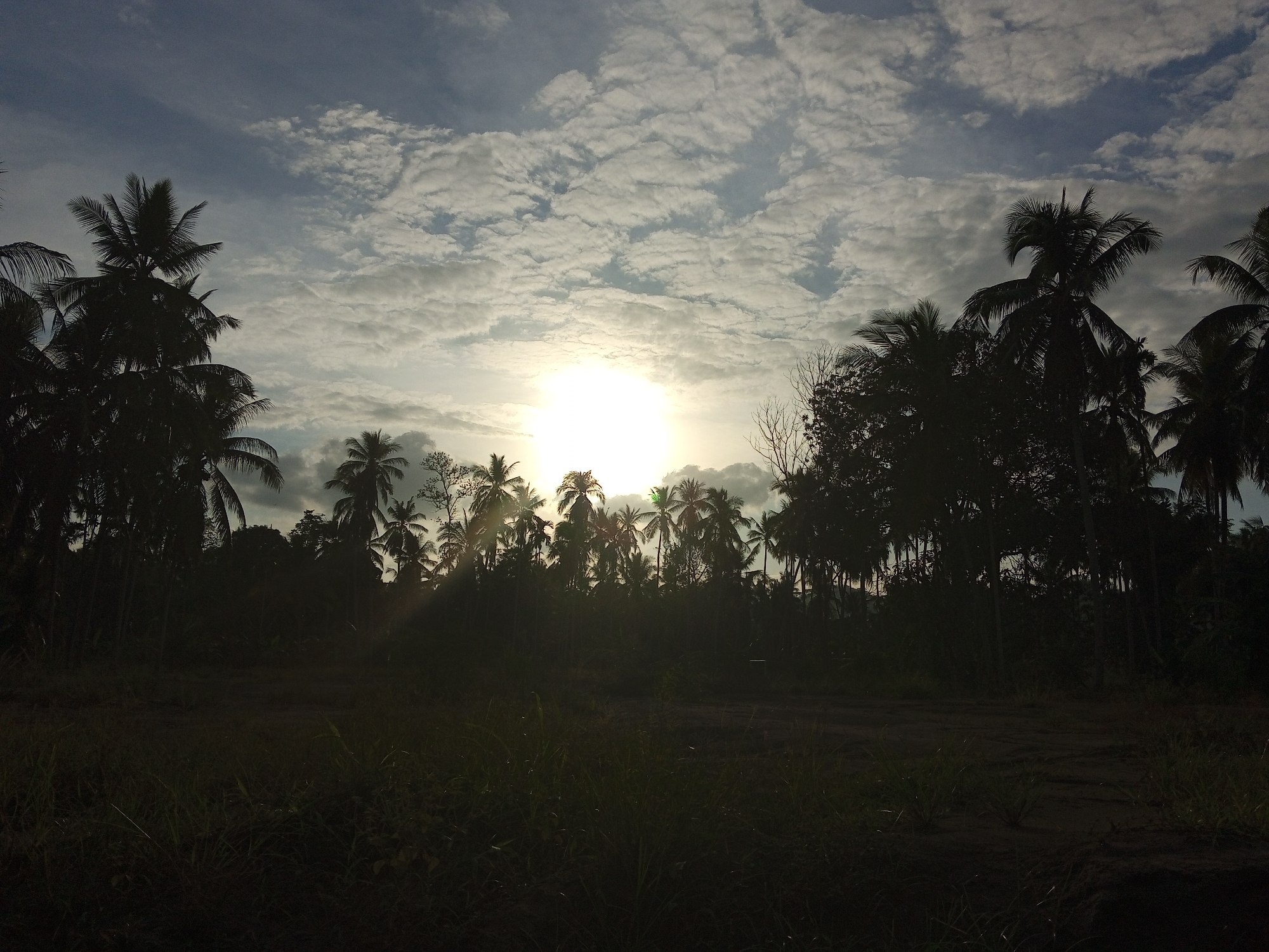 The image shows a silhouetted tropical landscape, likely at dawn or dusk, near Kruengbeukah, Indonesia. The sun is low on the horizon, obscured by the dense foliage. The sky is partly cloudy. A variety of tall trees, primarily palm trees, dominate the middle ground. The foreground is filled with tall grass and vegetation. There is no evidence of human presence or activity.
