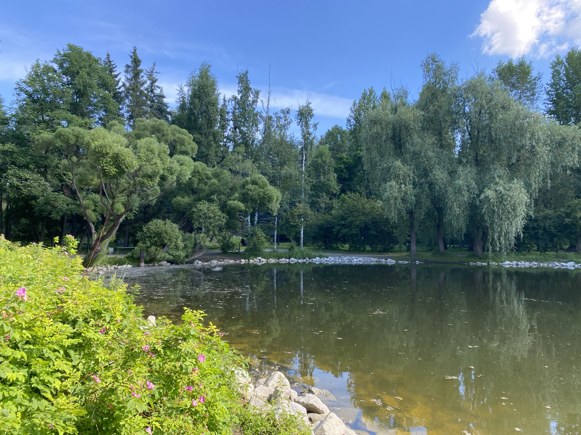 The image shows a tranquil park scene in Yekaterinburg, Russia, with a calm lake reflecting the lush greenery of the surrounding trees. The foreground features vibrant green bushes with delicate pink flowers, and a rocky shoreline. The background is dominated by a dense forest of various trees, including tall conifers and weeping willows, under a clear blue sky with scattered white clouds. The water's surface is dotted with small debris, and its color is a murky green, suggesting it is a natural body of water within the city. There are no people visible in the image.