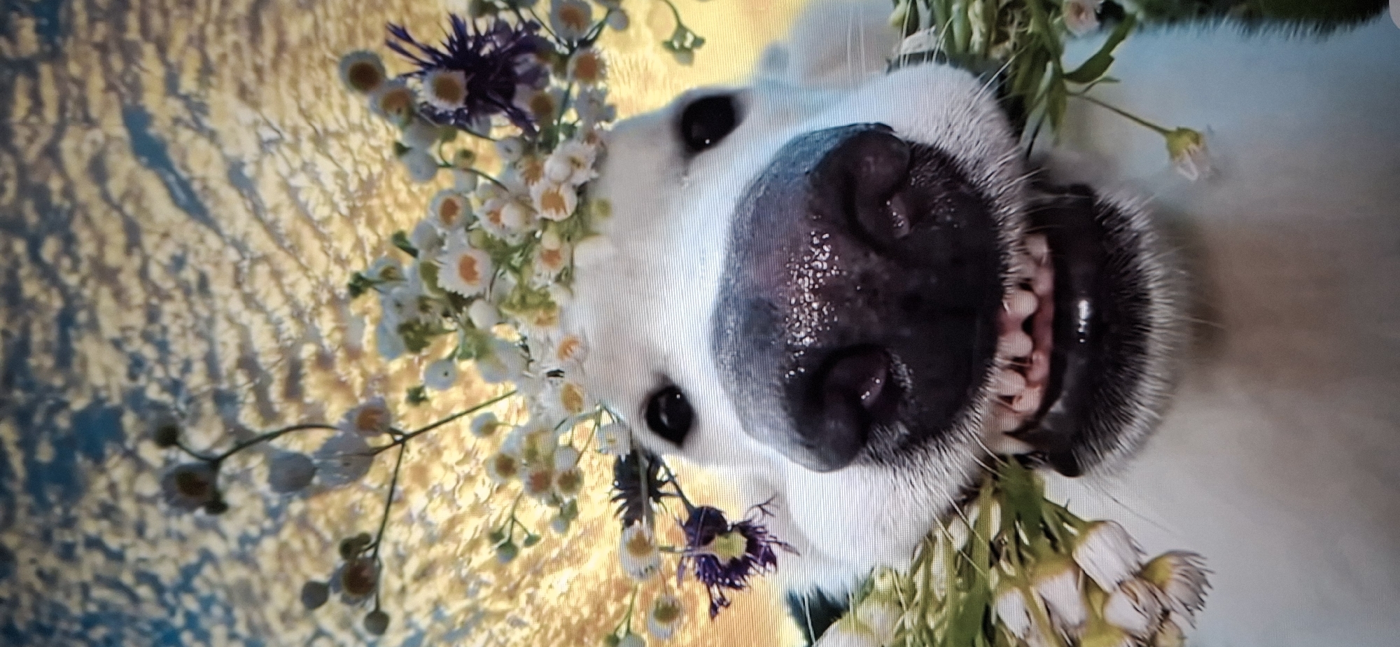 A close-up, tilted view captures a white dog wearing a floral crown. The dog's nose is prominent, and its teeth are visible. The floral crown is made of white and purple flowers with green stems. The background is blurry with textured lighting. There is no verifiable location in Писарёвка, Russia.