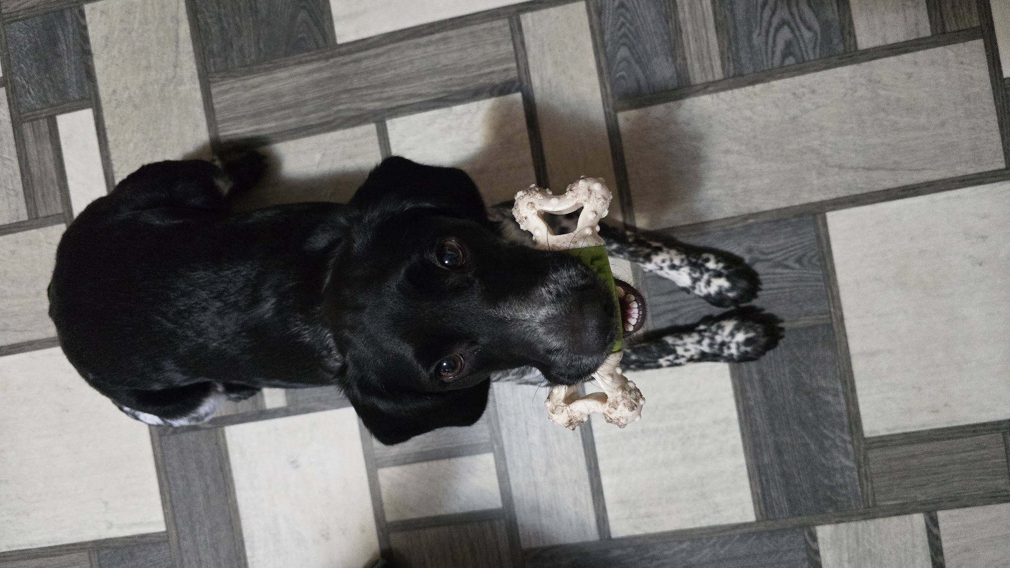 A black and white spotted dog is holding a beige bone-shaped toy in its mouth, looking directly at the camera. The dog is on a tiled floor with a pattern of gray and beige squares. The scene appears to be indoors.