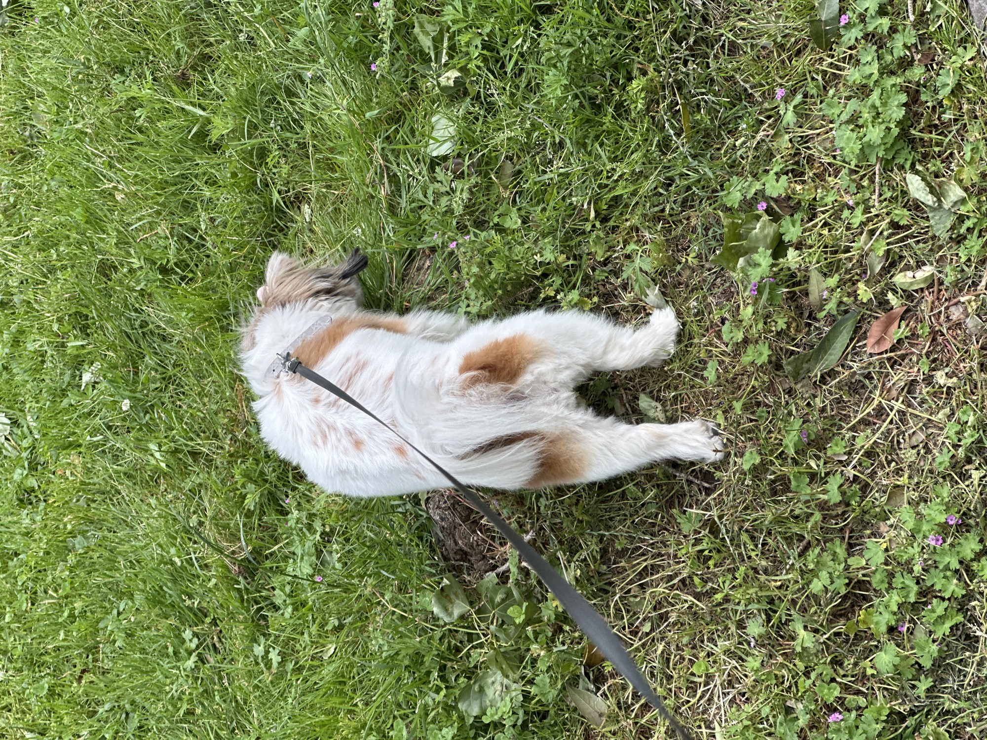 A medium-sized, long-haired dog with white and brown markings lies prone on a grassy surface. The dog is attached to a black leash connected to a collar around its neck. The grass varies in height and density. Some areas of the grass are interspersed with small purple flowers and other leafy plants. The location is presumed to be Batumi, Georgia.