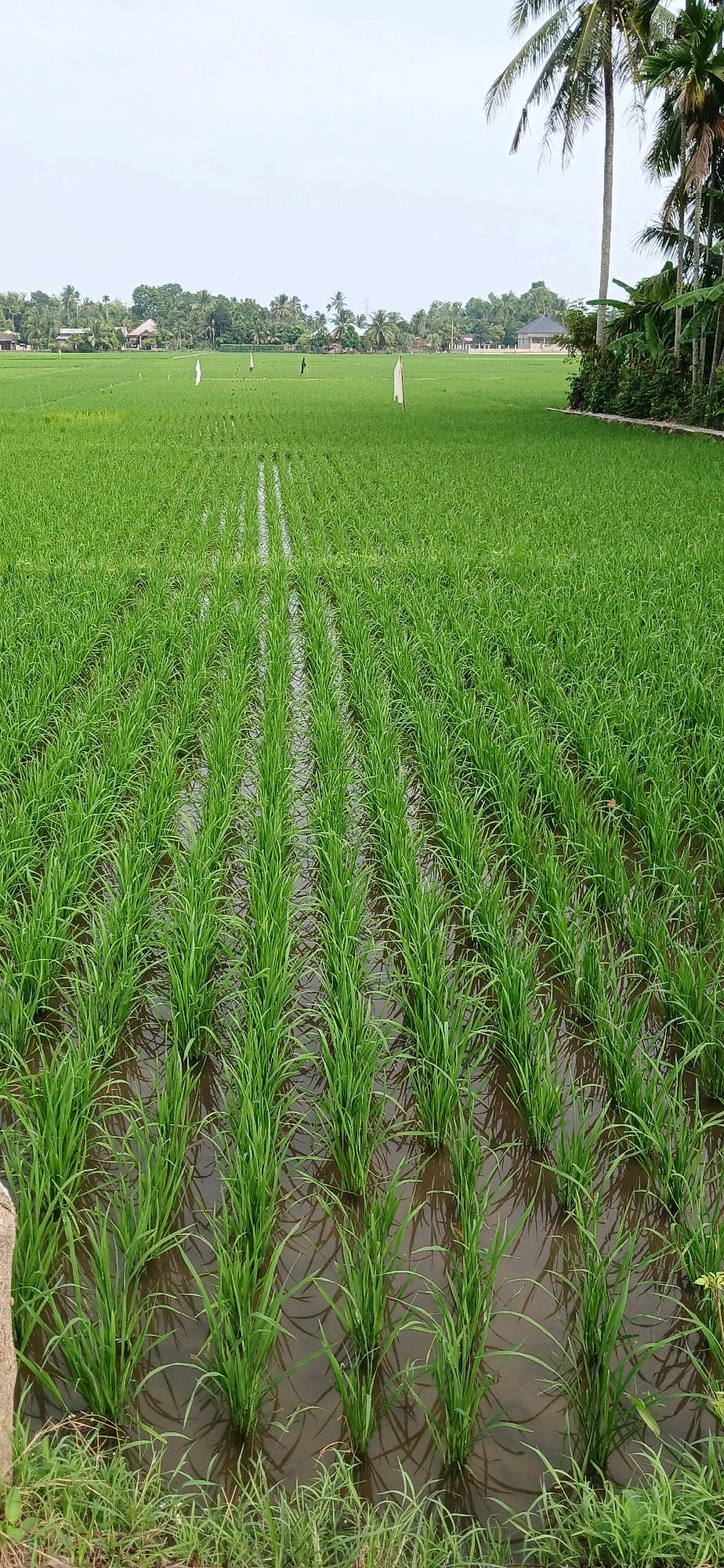 A wide shot captures a vibrant green rice paddy field under a pale sky in Alue Barat, Indonesia. The foreground is dominated by meticulously planted rows of young rice stalks, standing tall in shallow, muddy water. The water reflects the green of the plants, creating a shimmering effect. In the distance, a line of lush trees and vegetation forms the horizon, punctuated by a few scattered buildings and houses. White flags on poles are visible amongst the rice plants, serving as markers or possibly scarecrows. Tall palm trees are present on the right side of the frame, adding to the tropical ambiance. The overall scene depicts a serene and productive agricultural landscape.