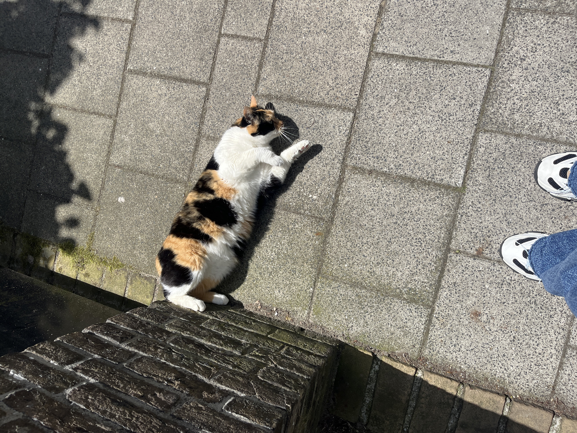 A calico cat is lying on its side on a paved sidewalk, stretched out and relaxed in the sun. The cat has patches of white, black, and orange fur. In the foreground, the legs and feet of a person wearing blue jeans and white sneakers are visible, suggesting the photographer is standing over the cat. To the left, a brick wall forms a corner with the sidewalk, casting a shadow. The background shows more of the paved ground with dappled sunlight and shadows from overhead foliage.