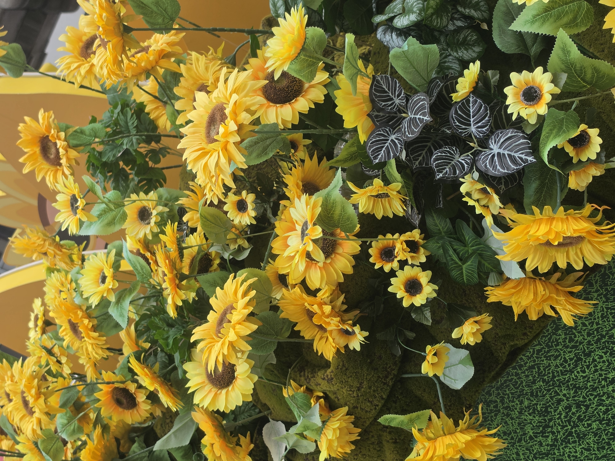 The image shows a dense arrangement of sunflowers and other foliage. The sunflowers are in various sizes, ranging from small to large, with bright yellow petals and brown centers. The foliage includes a mix of green leaves and some darker leaves with white vein patterns. The background appears to be covered in green moss-like material, and a partially visible yellow structure is in the upper left corner. The scene is likely a floral arrangement or decoration. Based on the request of the location, the image is probably from Bangkok, Thailand, though there is no specific identifier visible in the image to confirm this.