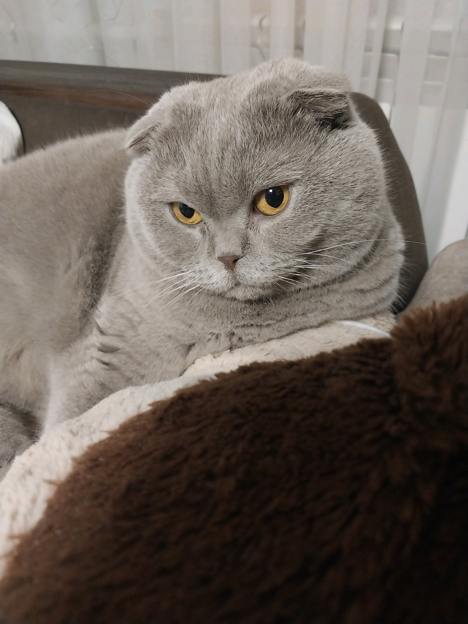 A grey Scottish Fold cat with amber eyes is lying on a plush surface. The cat is facing slightly left, with its ears folded down. Its fur is a solid grey color with faint tabby markings on its face and body. The cat appears to be resting comfortably. The background is blurred, but suggests an indoor setting with soft furnishings and possibly a window with blinds. There is no specific information about the location in Dnipro, Ukraine.