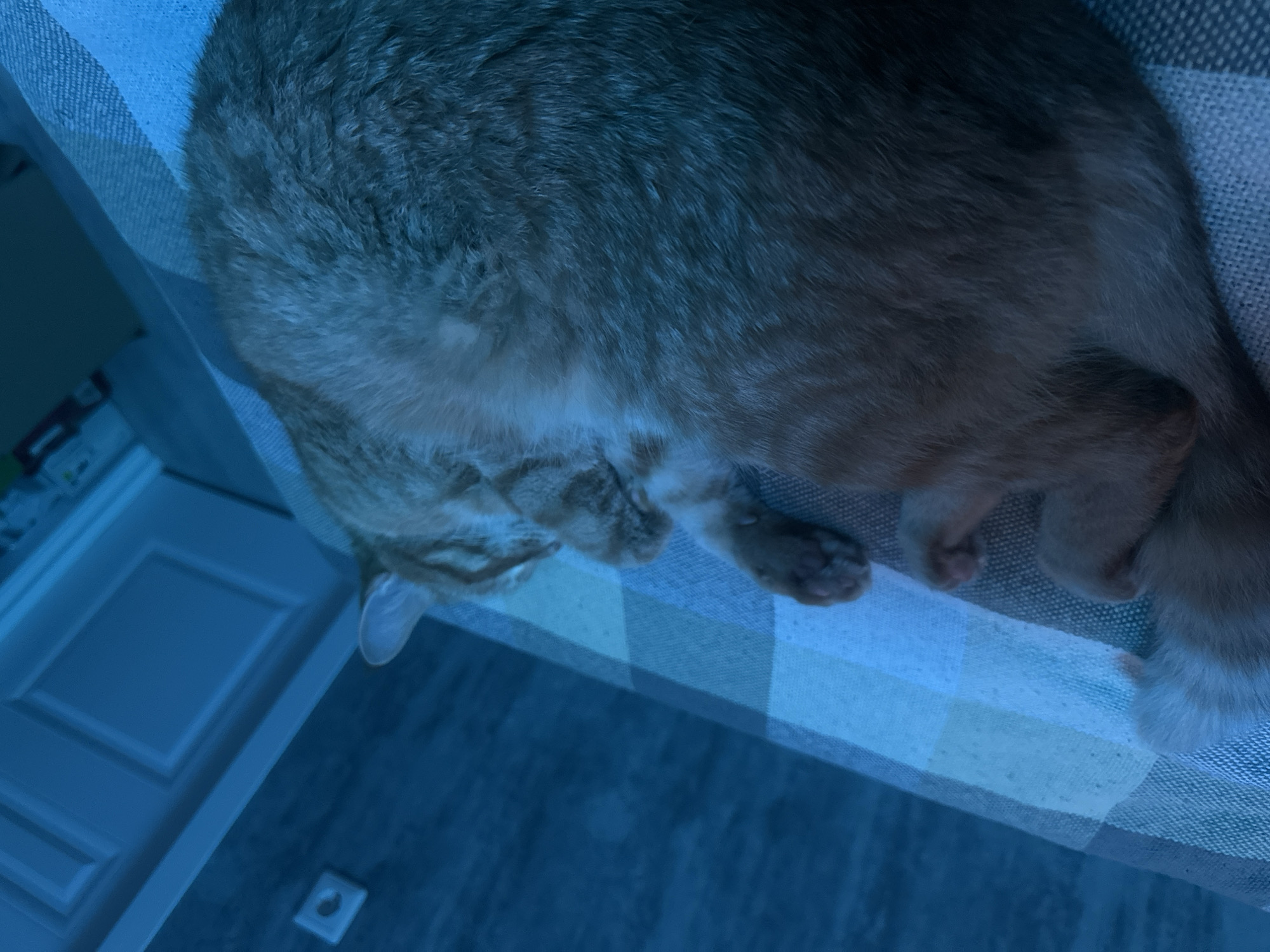 An orange tabby cat is curled up and sleeping on a bed with a blue and white checkered blanket. The room is lit with blue light, giving the scene a cool, serene atmosphere. The cat's paws are tucked in, and its eyes are closed. The background shows a wall and a closed door, also bathed in the blue light. The scene is consistent with an indoor setting in an apartment or house in the city of Omsk, Russia, where the cat is likely a pet.