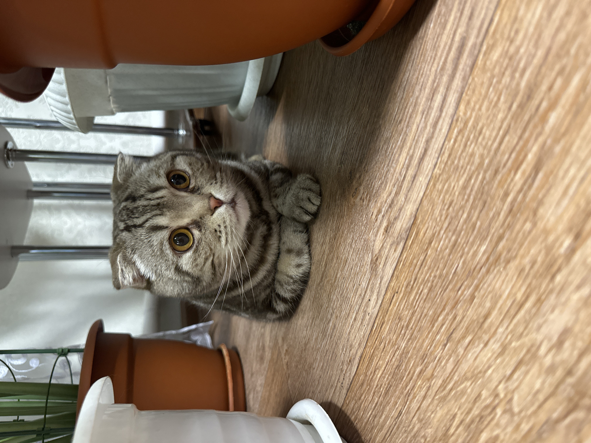 A gray tabby cat lies on a light brown wooden floor, nestled among brown and white flower pots. The cat faces the camera with large, yellow eyes. The pots are situated near the lower left and top of the frame, suggesting they are part of a plant stand. The environment appears to be indoors.