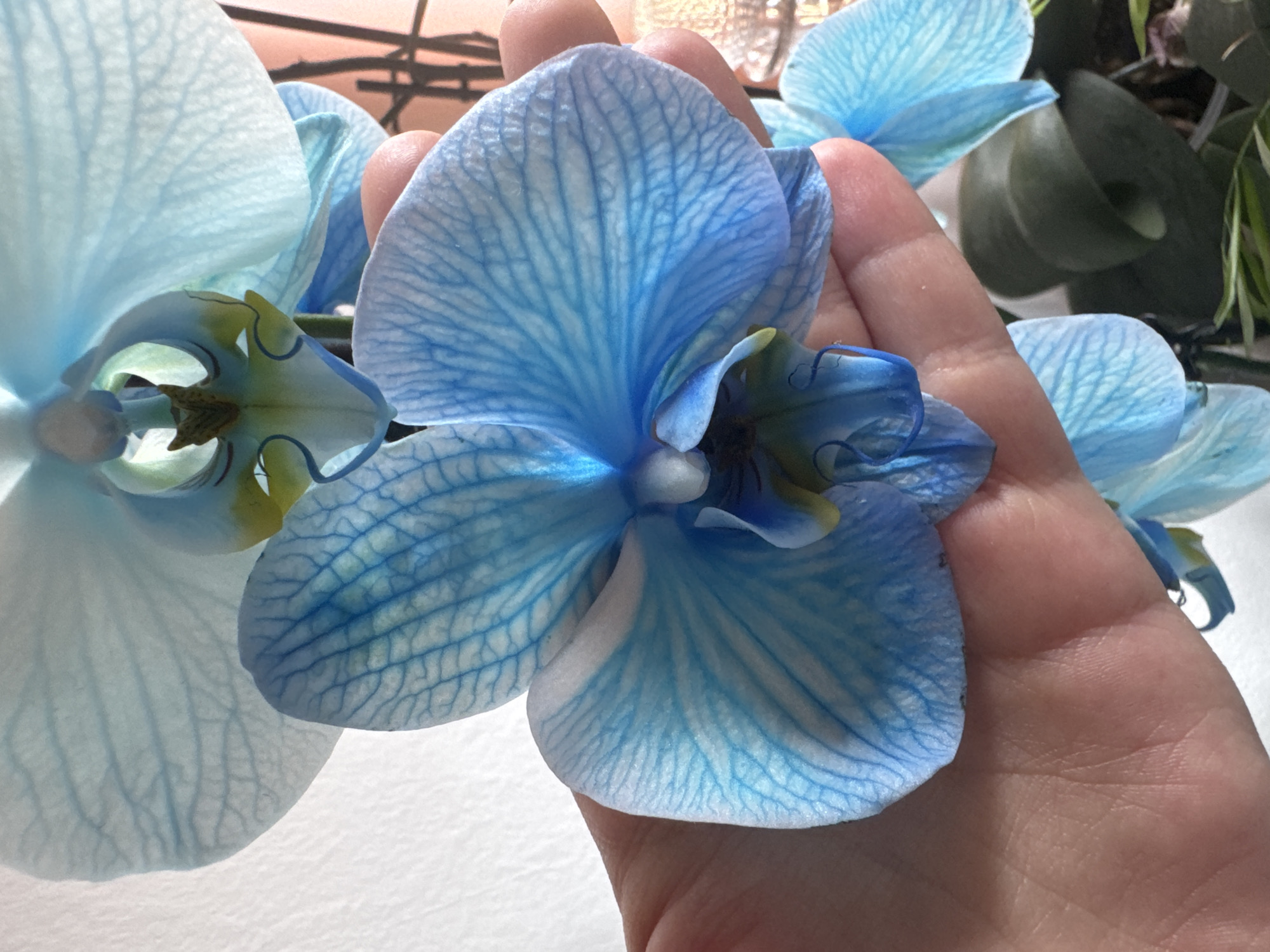 The image shows a close-up of a person's hand gently holding a vibrant blue orchid. The orchid's delicate petals, with their intricate veining, are the primary focus. The hand, with visible skin texture and subtle creases, cradles the flower, suggesting a careful and appreciative interaction. In the background, other blue orchids and green foliage are softly blurred, indicating a floral setting, possibly a greenhouse or a meticulously arranged display. The lighting appears soft and natural, hinting at daytime. The overall impression is one of delicate beauty and a moment of quiet connection between human touch and nature's artistry. There is no visible text in the image.