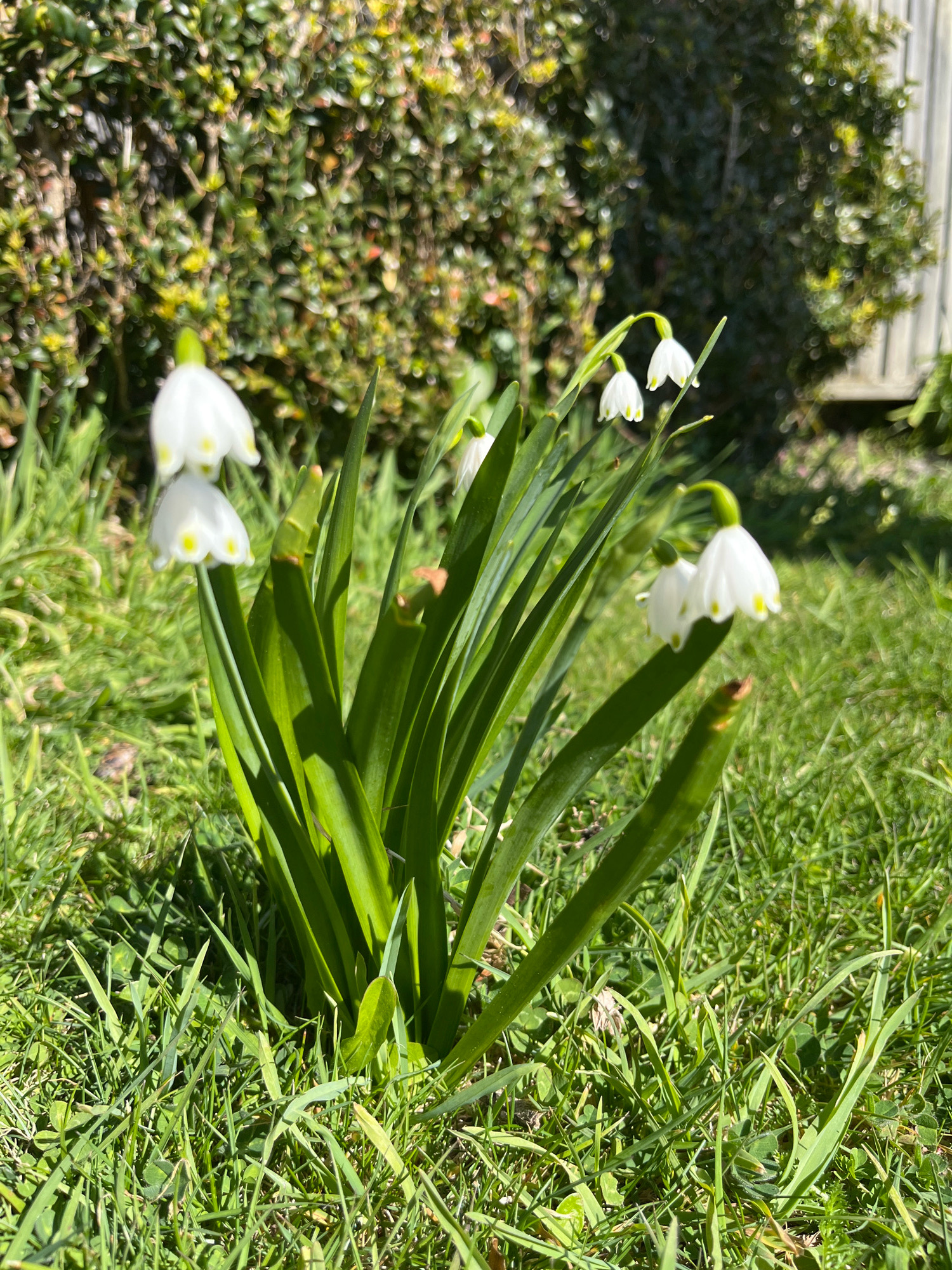 In Christchurch, New Zealand, a cluster of white snowflakes, identifiable by their green-tipped petals and stems, bloom amongst lush green grass and foliage. The camera captures the flowers at eye level, with a shallow depth of field blurring the background. A portion of a neatly trimmed hedge, likely part of a garden or park, is visible to the left, and a weathered wooden fence or structure to the right. The bright sunlight suggests it is a clear, sunny day, likely in springtime given the blooming flowers. No people are present in the frame.