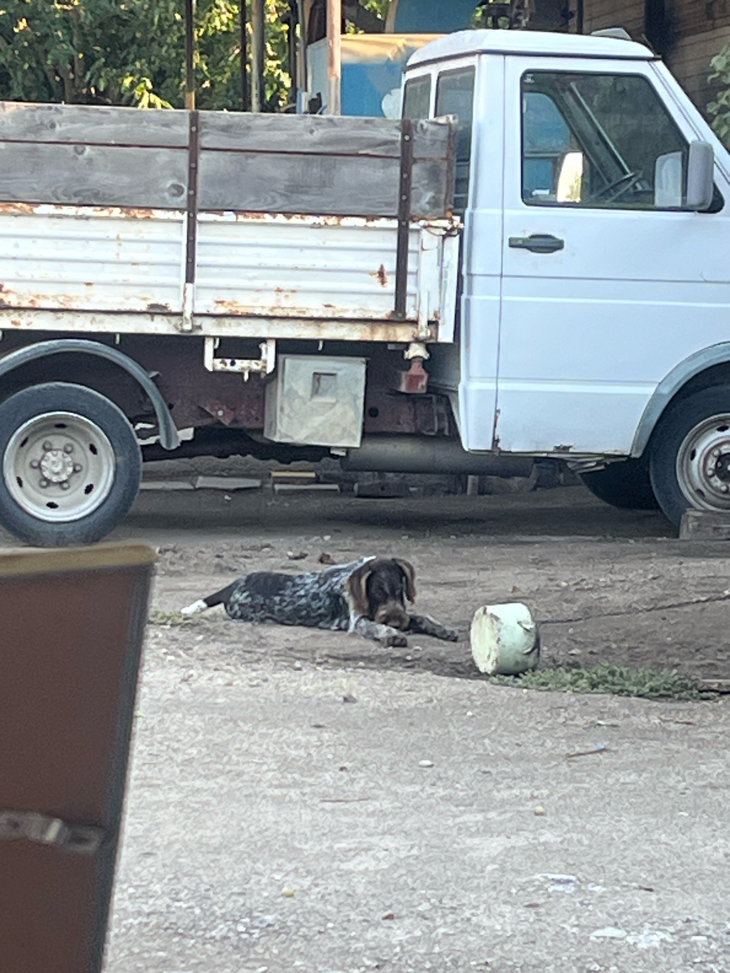 In Sadovo, Bulgaria, a dog with brown and white spotted fur lies on the ground next to a light-colored bucket. The dog is on its side, with its front paws extended and its head resting on what appears to be a toy. Behind the dog, a white truck with a wooden flatbed is parked. The truck has a white cab and a weathered wooden bed. The ground is dirt and gravel, with some patches of green grass. Trees and foliage are visible in the background. The scene appears to be outdoors, possibly in a rural or industrial area.