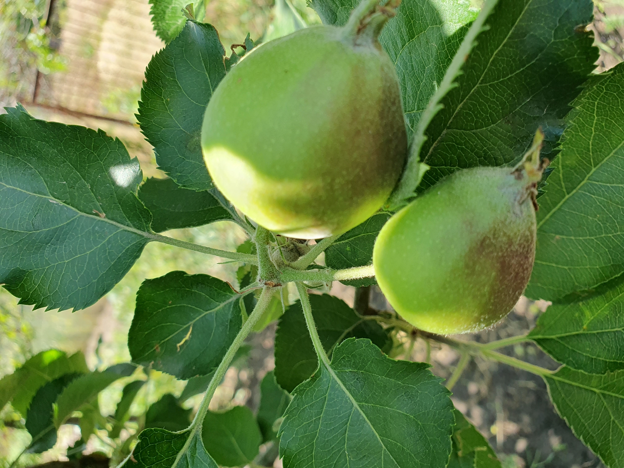 A close-up, outdoor, eye-level shot captures two small, unripe green apples on a tree branch, surrounded by lush green leaves. The apples are oval-shaped, with a light green hue and a slightly darker, brownish blush on their lower halves. One apple is closer to the camera, positioned on the right side of the frame, partially illuminated by sunlight, casting a shadow on its upper surface. The second apple is slightly further back and to the left, also appearing green with a similar brownish blush. The branches and stems are covered in fine, downy hairs. The background is softly blurred, suggesting a shallow depth of field, with hints of more foliage and a fence in the distance, consistent with an outdoor environment like a garden or orchard in Novoivanivka, Ukraine. The lighting suggests it is daytime, with a mix of sunlight and shade. There are no people or animals visible in the frame.