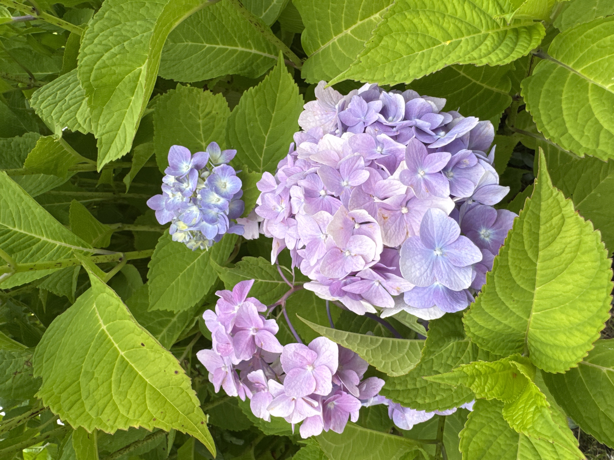 A close-up, eye-level shot captures a cluster of hydrangeas with vibrant green leaves surrounding them. The hydrangeas display a gradient of colors, ranging from soft lilac and lavender to pale blue. The largest cluster is in the foreground, filling the lower right portion of the frame, with more flowers extending upwards. Smaller clusters are visible in the upper portion of the image. The leaves are large, serrated, and a bright, almost lime green, with visible veins. The lighting suggests an outdoor setting, possibly on a cloudy day, as there are no harsh shadows. The image does not contain any people or evidence of human activity, depicting a natural botanical scene. The setting is a garden or park in the Бараўлянскі сельскі Савет, Belarus.