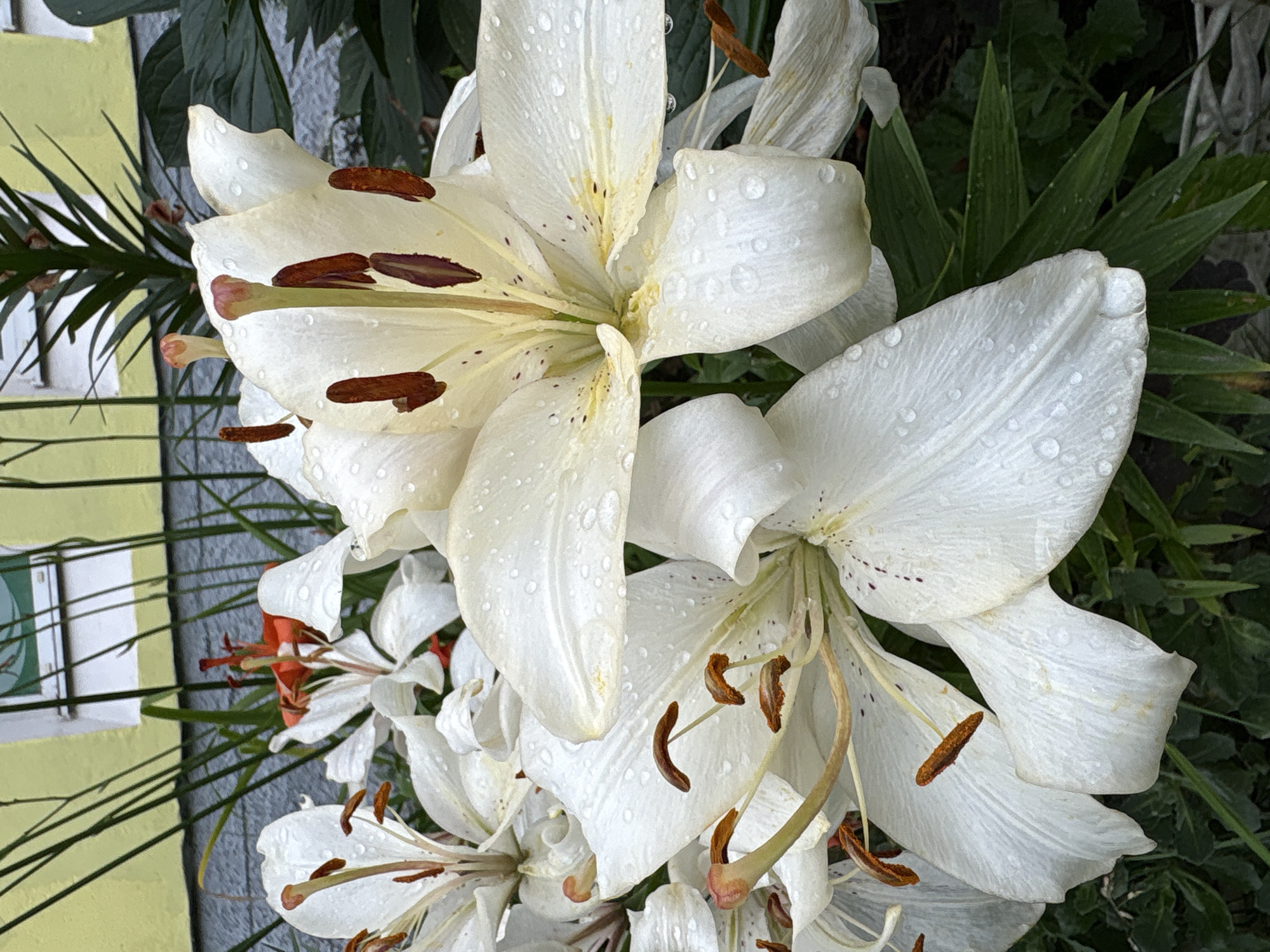 A close-up shot shows white lilies in full bloom, their petals glistening with raindrops. The lilies are arranged in a cluster, with some flowers facing the camera and others angled away. The foreground is dominated by the delicate white petals, some of which show faint brown speckling. The stamens, tipped with brown pollen, are clearly visible in the center of the blooms. In the background, hints of green foliage and a blurred yellow structure can be seen. The lighting suggests an overcast day. The image does not provide any specific visual cues to determine its exact location within Vitsebsk, Belarus.