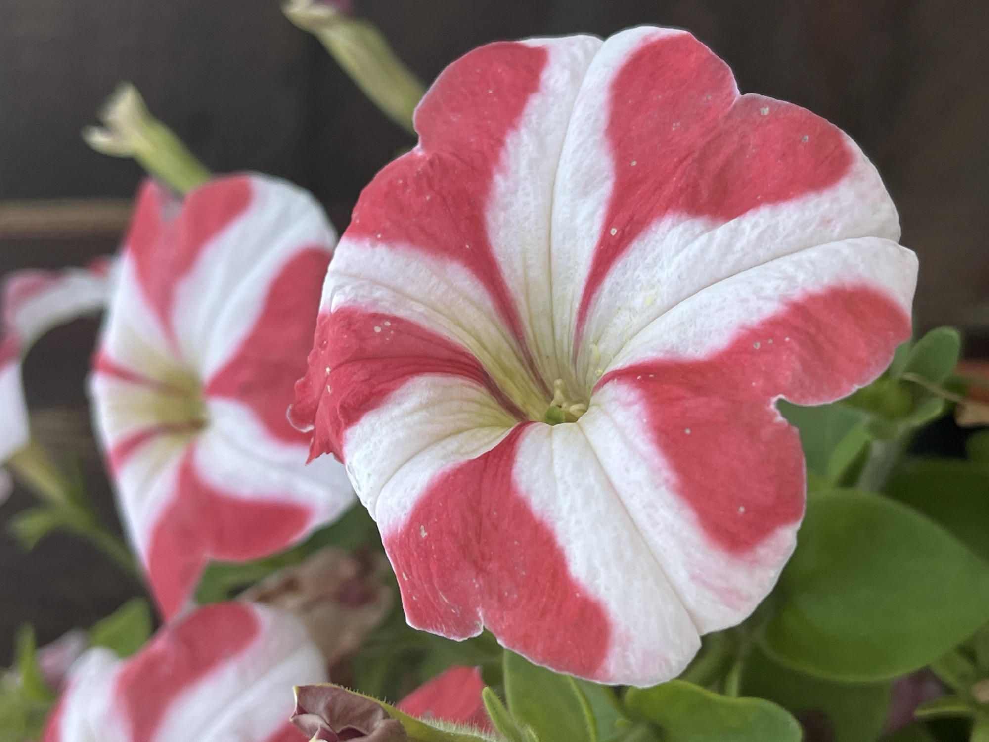 The image is a close-up, eye-level, vertical shot of several red and white striped petunias in bloom. The foreground features one large petunia, with its striped petals fanning out from a central yellow-green stamen. The stripes are irregular, with some wider than others, and a few small green leaves are visible below and to the left of the flower. In the blurred background, another similar petunia is partially visible, along with some green stems and a dark, out-of-focus background that suggests an outdoor setting. The lighting appears natural, possibly from sunlight. There is no indication of any specific location within the city of Сухая Балка, Russia, or any people or actions.