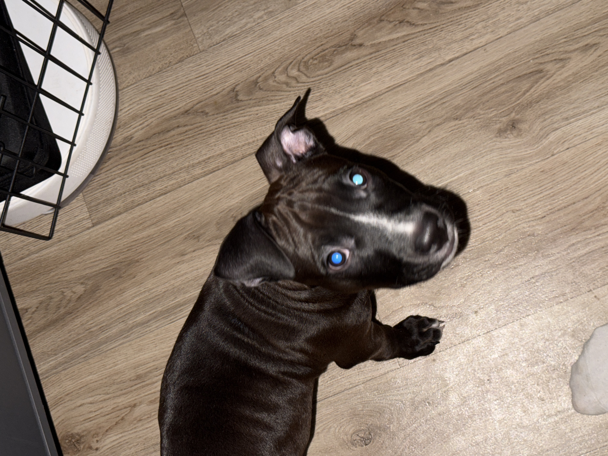 A dark-coated dog with a white stripe on its head and bright blue eyes lies on a light brown wood-patterned floor. Part of a black metal cage is visible in the upper left corner. A white object is in the lower right corner. The location is indeterminate but said to be Лобаново, Russia.