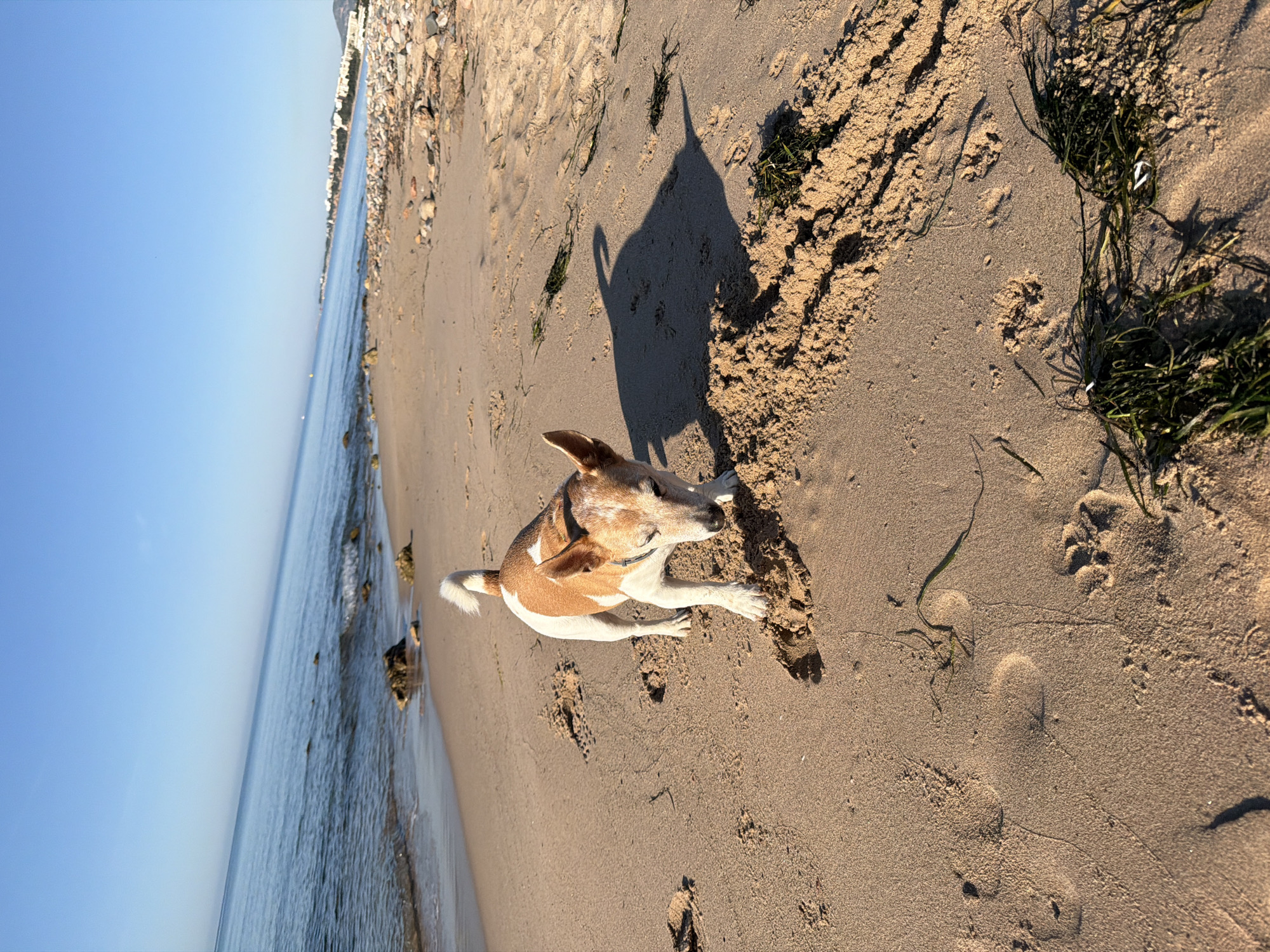 The image depicts a dog on a sandy beach in Mont-roig del Camp, Spain. The dog, primarily white with brown markings, is lying down on the sand. The dog's shadow is cast on the sand, indicating bright sunlight. To the left, the blue sea meets the shore. In the distance, a line of buildings is visible along the coast. The sand has some seaweed and clumps of darker, coarser sand.
