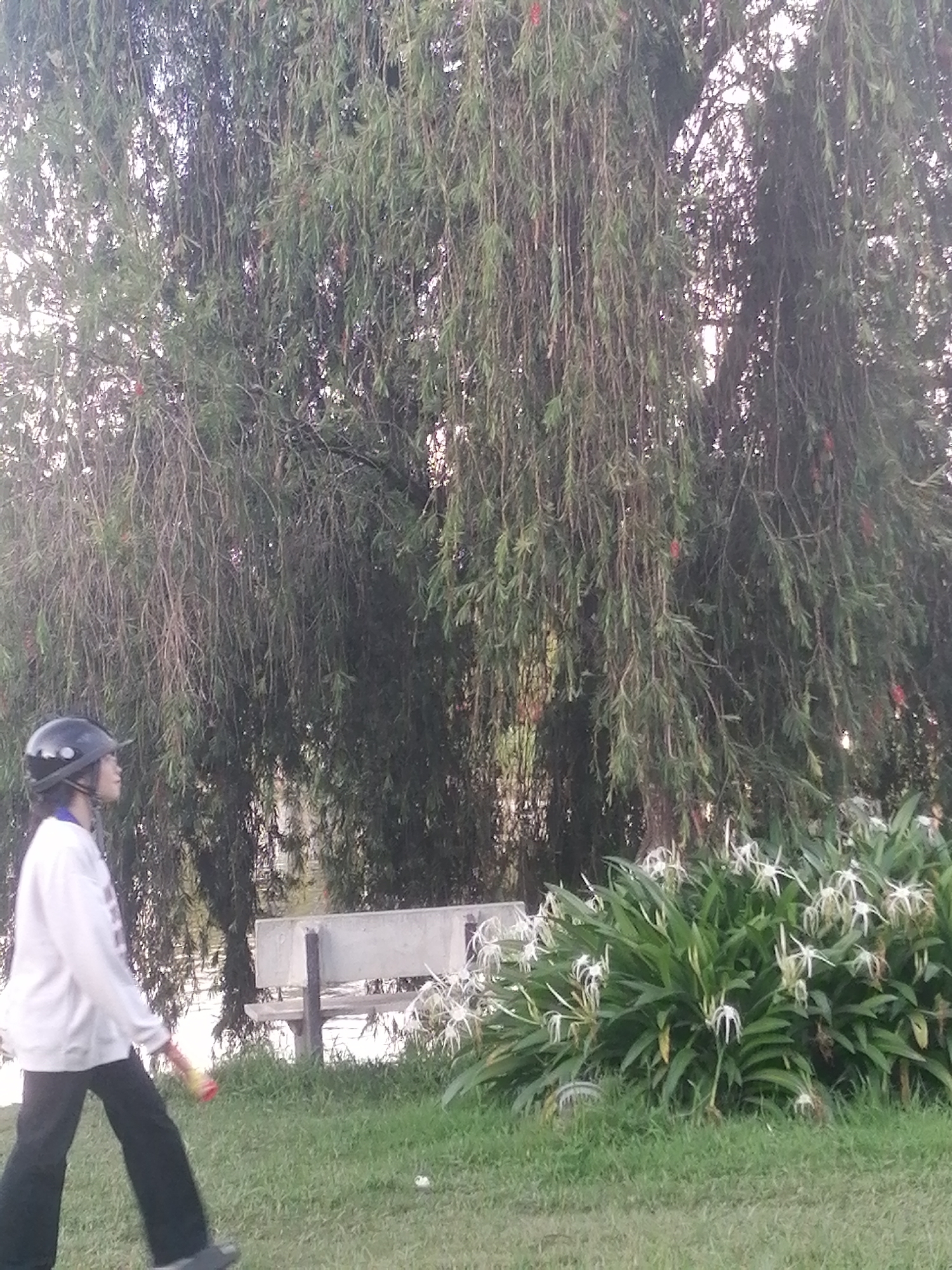In Phường Xuân Hương - Đà Lạt, Vietnam, a person wearing a helmet and a light-colored sweatshirt walks across a grassy area. They are holding a toy with red and yellow elements. Behind the person, a large tree with long, drooping branches dominates the scene. Further in the background, a concrete bench sits near the edge of a body of water, which appears to be a lake or pond. To the right of the bench, a cluster of white spider lilies with long, thin petals is in bloom. The overall environment suggests an outdoor park or garden setting.