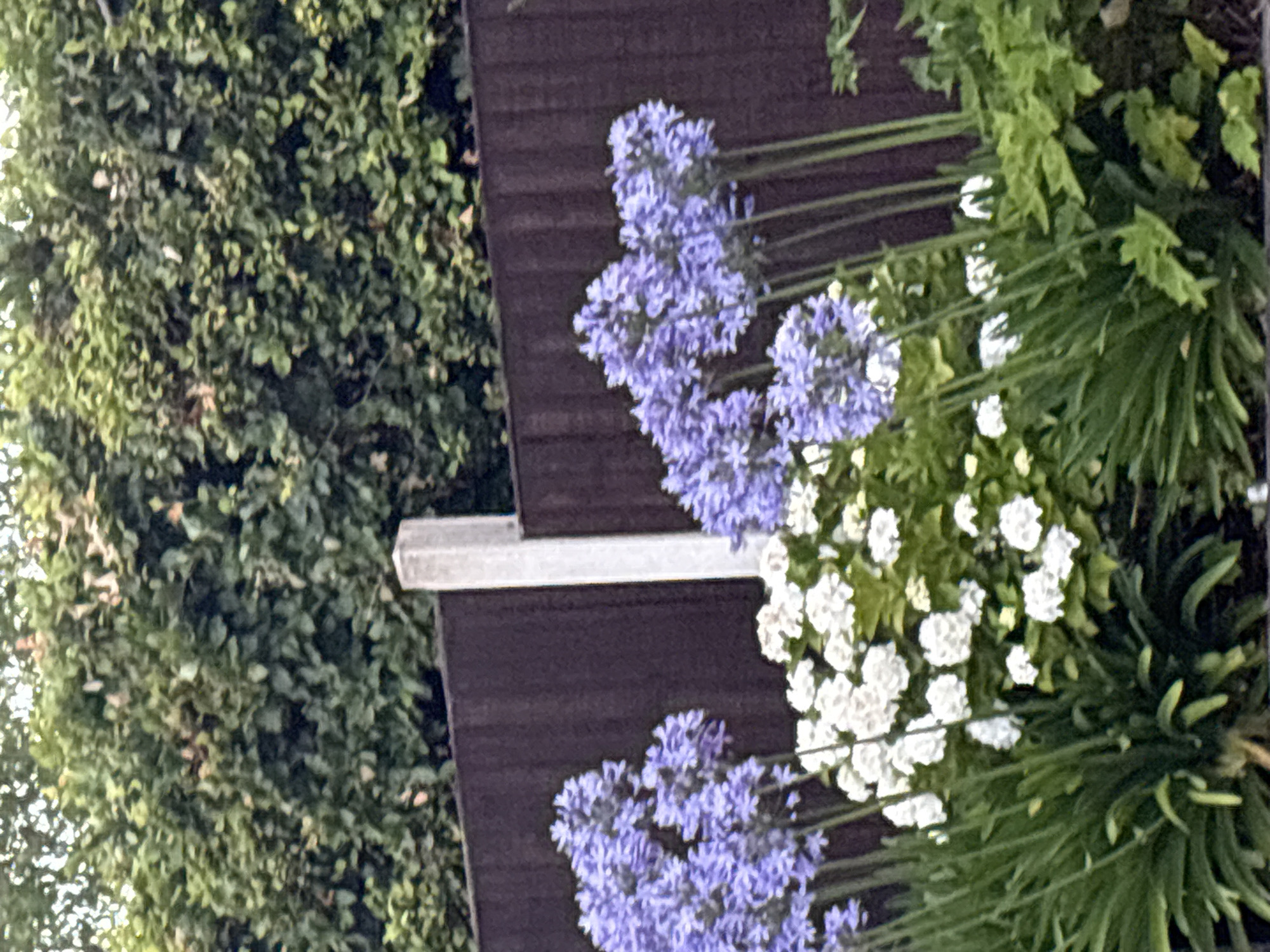 The image shows a garden with purple Agapanthus flowers in the foreground, with white hydrangeas behind them. A dark brown wooden fence runs horizontally across the mid-ground, with a grey concrete post in the center of the image. Behind the fence, there is a dense green hedge. The scene is outdoors, and the lighting suggests it is daytime. The location is identified as Chelmsford, United Kingdom. There are no people or animals visible in the image, and no actions or interactions are depicted.