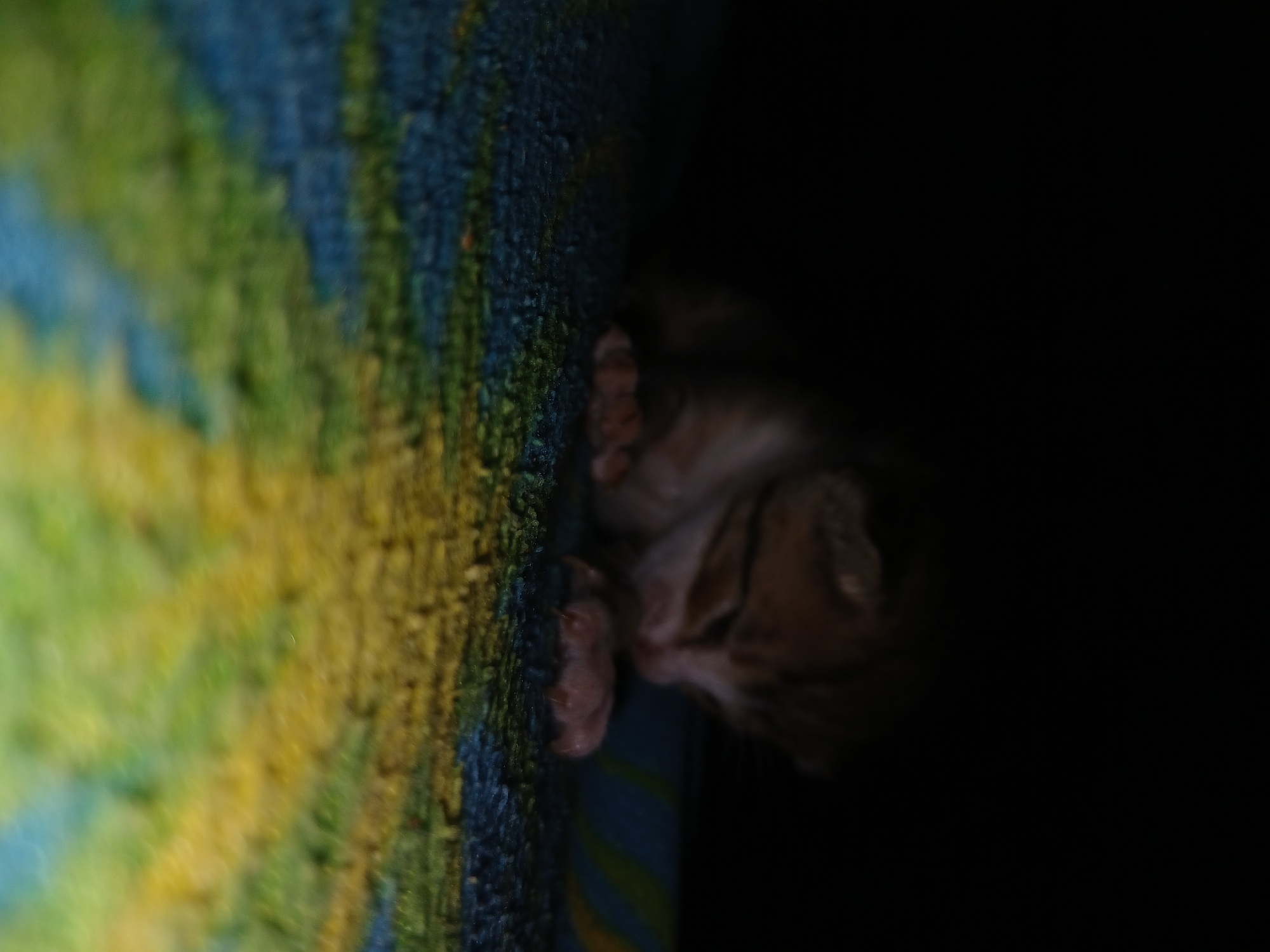 A small kitten is visible in a dimly lit scene, resting on or beside a colorful, textured surface. The kitten, primarily seen from its side, has light brown and perhaps tabby-like fur, and its small paws are clearly visible. Its head is slightly out of focus, suggesting it might be asleep or just waking.
The left side of the image features a vibrant, patterned rug or carpet. This surface displays broad, blurred stripes or patches of blue, green, and yellow, creating a soft, colorful backdrop. The texture suggests a woven material.
The right side of the image is predominantly dark, almost black, with very little detail visible, creating a strong contrast with the patterned surface and the kitten. This deep shadow engulfs much of the scene, highlighting the kitten and the colorful textile. The overall lighting is low, giving the scene a quiet and intimate atmosphere, likely indicating an indoor setting. There is no visible text. The exact location or time of day is not discernible from the image, but the dim light suggests evening or a shadowed interior.