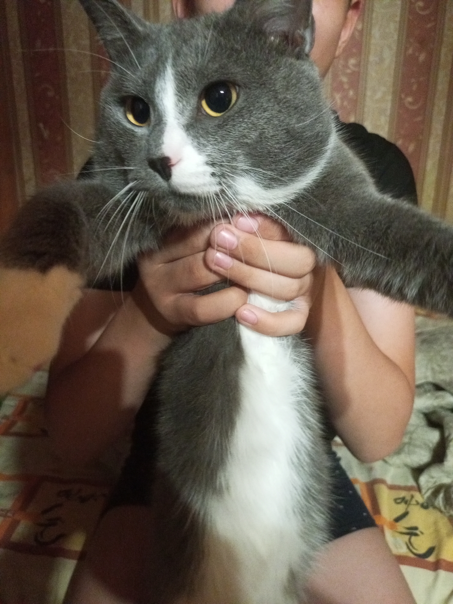The image shows a person holding a grey and white cat. The cat has large yellow eyes and white whiskers. The person is holding the cat up, with their arms around its body. The background is a patterned wallpaper and a bed with a blanket. There is no indication of the location in Vsevolozhsk, Russia.