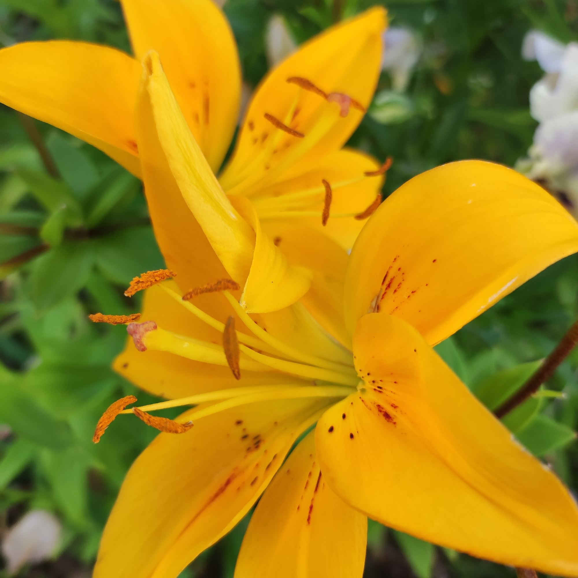 This is a close-up photograph of two yellow lilies in bloom, set against a backdrop of green foliage and some out-of-focus white flowers. The lilies are vibrant yellow with delicate reddish-brown speckles on their petals. The stamens of the lilies are a deep orange color and are clearly visible. The image appears to have been taken in a garden or park setting.