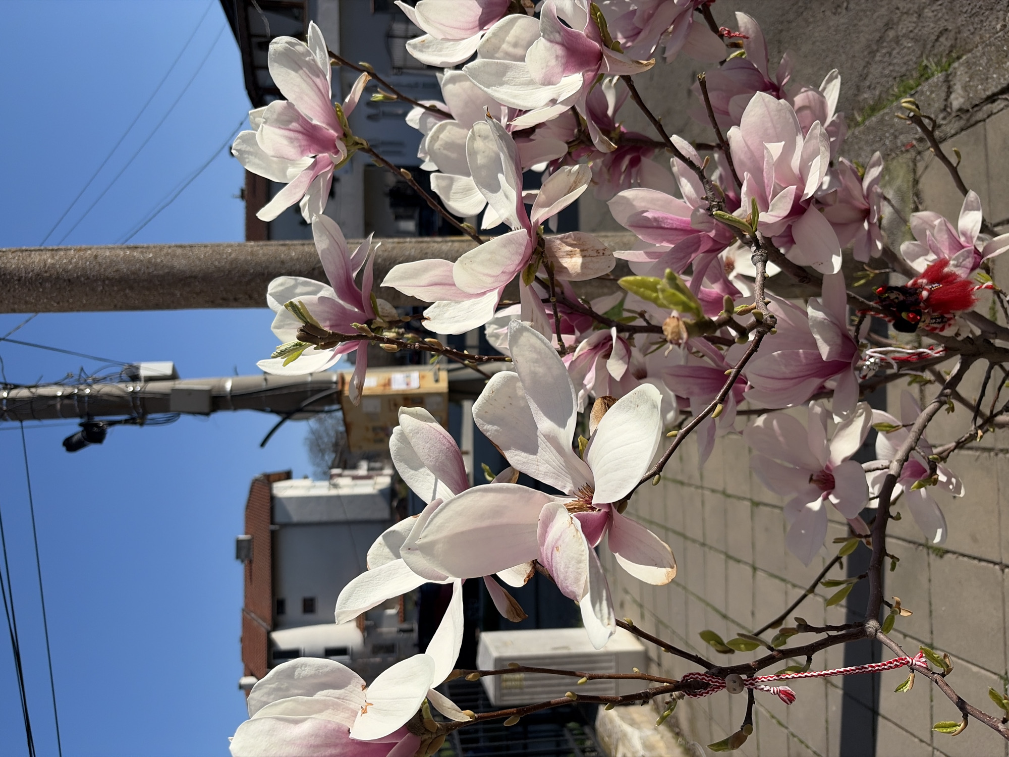 The image shows a blossoming magnolia tree in Burgas, Bulgaria, likely in a residential area. The foreground is dominated by the white and pink flowers of the magnolia, positioned against a clear blue sky. Utility poles and power lines are visible in the background, along with buildings and a concrete pathway. A Martenitsa, a Bulgarian symbol of health and well-being worn in March, is tied to a branch of the tree.