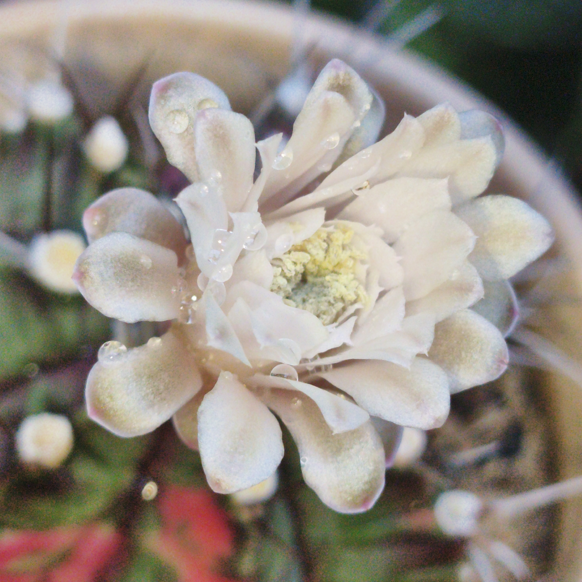A close-up shot reveals a pale, almost translucent flower, its petals arranged in concentric layers. Several water droplets cling to the petals. The center of the flower exhibits a pale yellow or green hue. In the background, out-of-focus objects suggest a garden setting, and a hint of red is present. Given the presence of succulent plants in the background, the plant may be a cactus flower. There is no evidence to indicate that this image was taken in Bangkok, Thailand.
