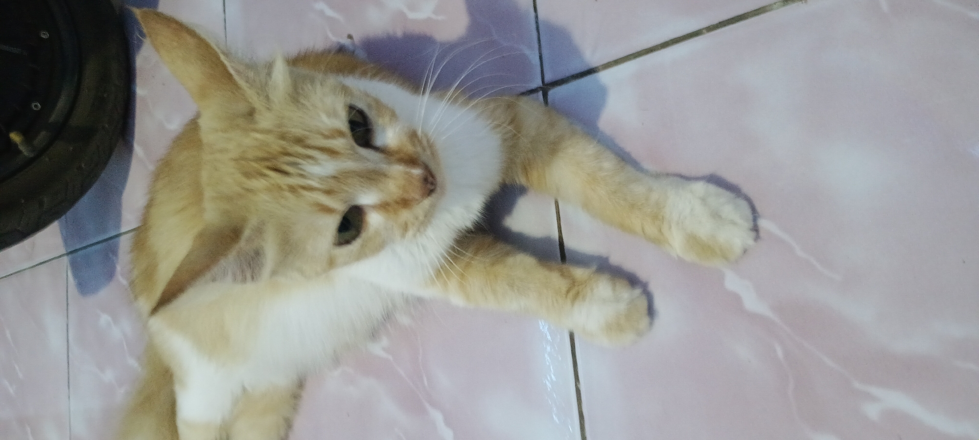 A ginger and white cat is lying on a light pink tiled floor. The cat is facing forward, with its paws extended. The floor appears to be indoors, possibly in a home in Rejing, Indonesia, given the context of the prompt. In the background, a dark object, possibly a tire, casts a shadow on the floor. The lighting suggests it is daytime.