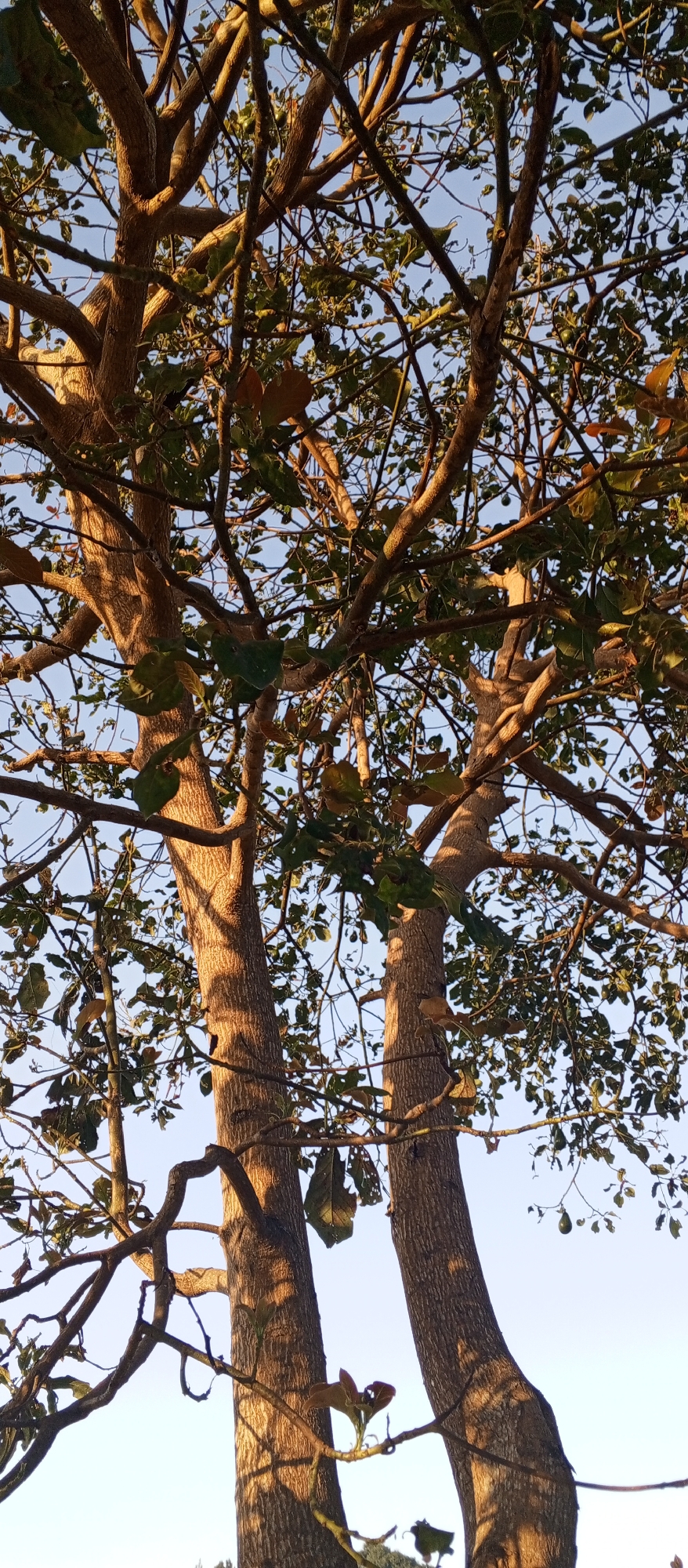 This image depicts a close-up view of two thick tree trunks, characteristic of the flora found in Ruwan Eliya, Sri Lanka. The trees are positioned prominently in the foreground, their bark textured and catching the warm, golden light of what appears to be late afternoon or early morning sun. Sunlight filters through the dense canopy, casting dappled shadows and highlighting the intricate network of branches and sparse green leaves. The background is a clear, pale blue sky, suggesting an open outdoor environment typical of the region. No people or specific actions are visible; the focus is solely on the natural elements of the trees and the sky.
