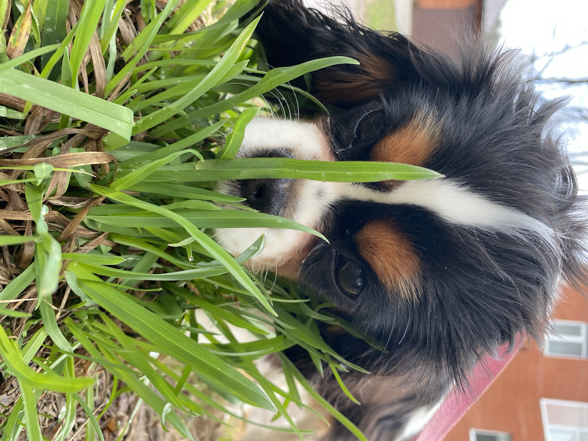 The image, taken in Votkinsk, Russia, features a close-up, angled view of a tri-color dog, likely a Cavalier King Charles Spaniel, peeking out from a dense patch of tall, green grass. The dog's head is the primary subject, displaying black fur on its ears and around its eyes, warm brown markings above its eyes and on its cheeks, and a distinct white stripe running down its forehead to its black nose, which is partially obscured by the grass. Its dark, gentle eyes gaze directly forward.
The foreground and midground are filled with vibrant green blades of grass, interspersed with some drier, brown stalks. Small, clear water droplets cling to many of the grass blades, suggesting either morning dew or recent rainfall. The dog appears to be nestled deep within the grass, observing its surroundings or possibly playing.
In the blurred background, a reddish-orange or brown building with multiple white-framed windows is visible, indicating an urban or suburban setting. A soft, natural light illuminates the scene, suggesting it is daytime. A pink strap, likely part of a leash or harness, can be seen near the dog's body towards the bottom right of the frame. No visible text is present in the image. The overall impression is one of natural curiosity and a moment of quiet observation.