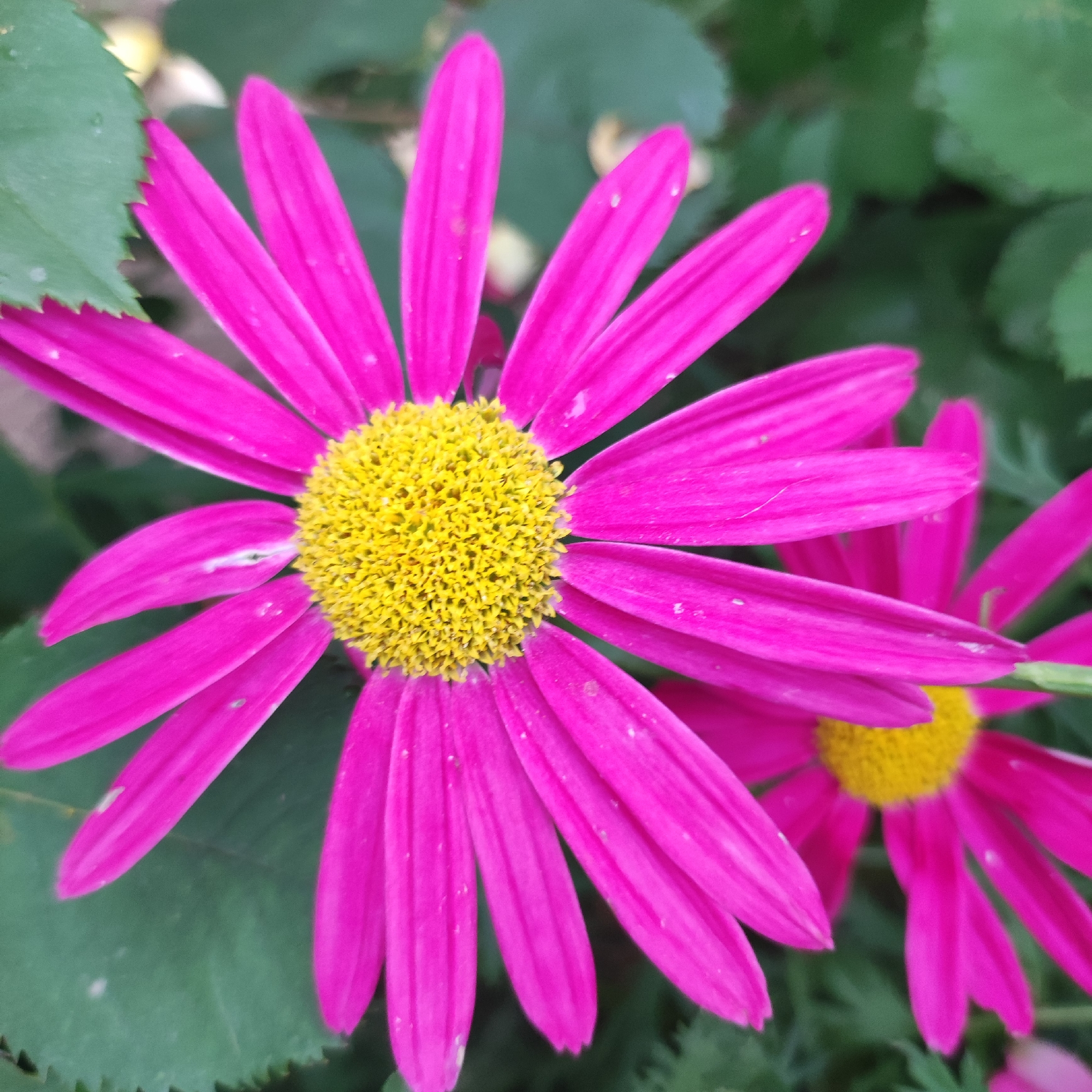 In Navoloki, Russia, a close-up, slightly blurry photograph captures two vibrant fuchsia daisy-like flowers. The primary flower, in sharp focus, displays bright yellow, textured petals in its center and numerous slender, fuchsia petals radiating outwards. The petals of the main flower are slightly curved and have a matte finish. Some small white specks are visible on these petals, possibly pollen or water droplets. A second fuchsia flower, out of focus, is positioned to the right and slightly behind the main flower, with its center also visible as a yellow disc. The background is a soft blur of dark green foliage, suggesting the flowers are growing outdoors, possibly in a garden setting within Navoloki. The lighting is soft, casting no harsh shadows.