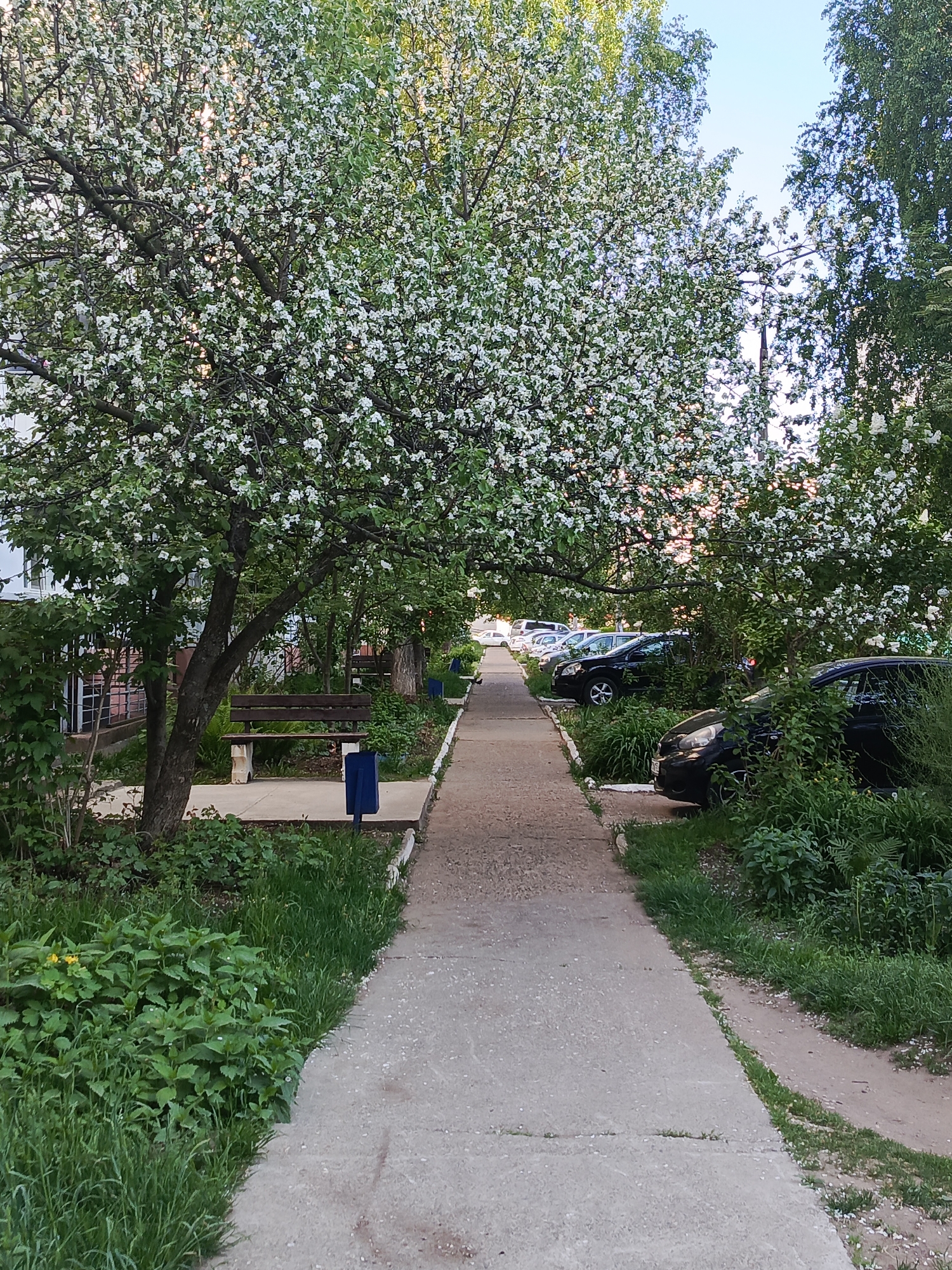 The image shows a paved pathway in a residential area of Chaikovsky, Russia, likely in the spring, given the flowering trees. The path leads towards a parking area filled with parked cars. On the left of the path, there's a bench beneath a blooming tree and a blue trash receptacle. Greenery and vegetation are present on both sides of the walkway, bordering the parked cars on the right and a building on the left. The sky is visible in the distance.