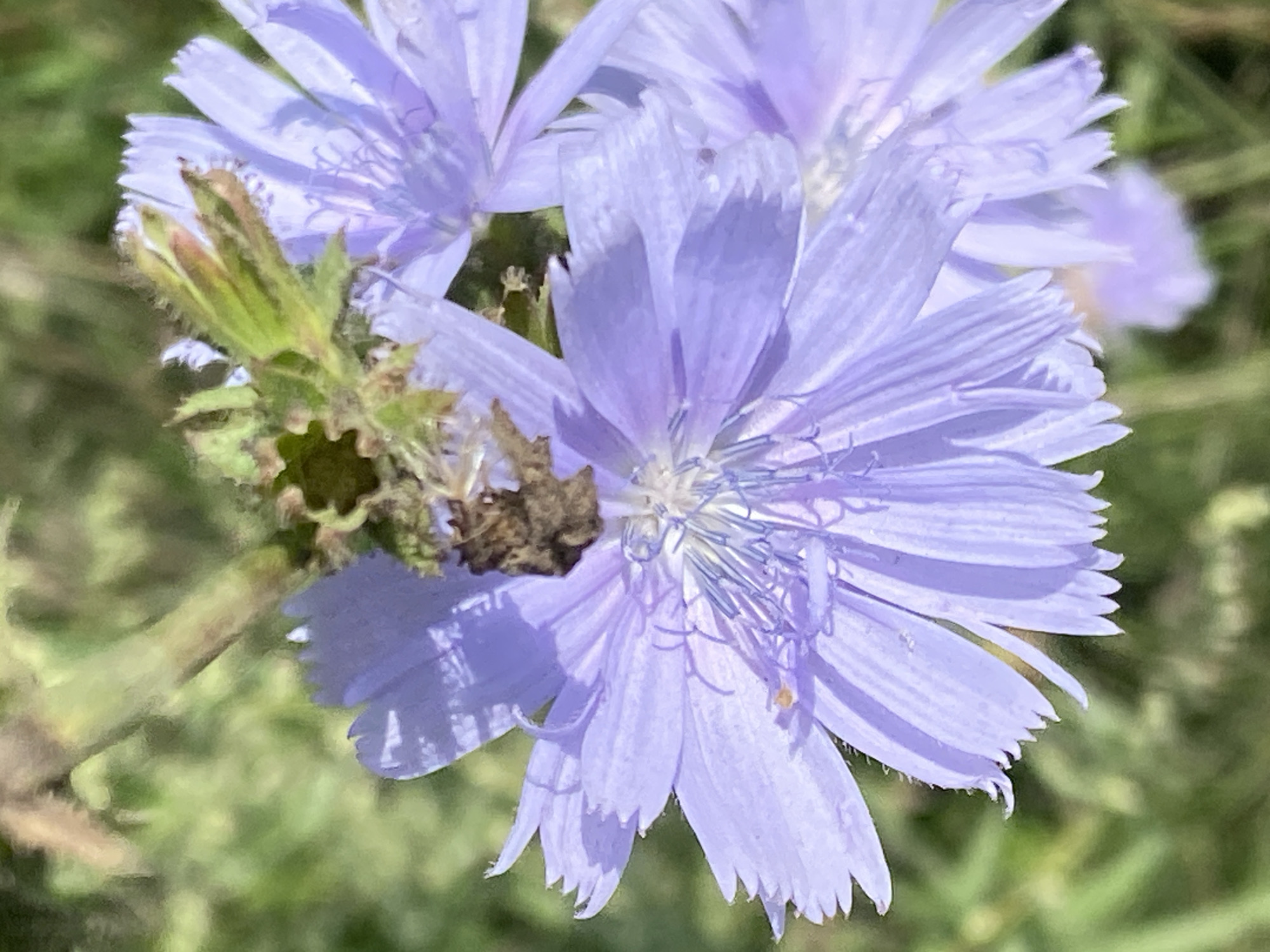 A close-up, macro photograph captures a cluster of pale lavender chicory flowers. The flowers have numerous slender petals that are slightly serrated at the tips, radiating from a central, fuzzy core. One flower in the foreground is in sharp focus, with its delicate petals and intricate stamen clearly visible. Behind it, other chicory flowers and buds are blurred, creating a soft background of greens and purples. A dried, brown stem section with remnants of leaves is visible above the main flower. The overall impression is one of natural beauty and detail, highlighting the delicate structure of the wildflowers. There is no indication of any specific location within Novokuznetsk, Russia, or any human presence.