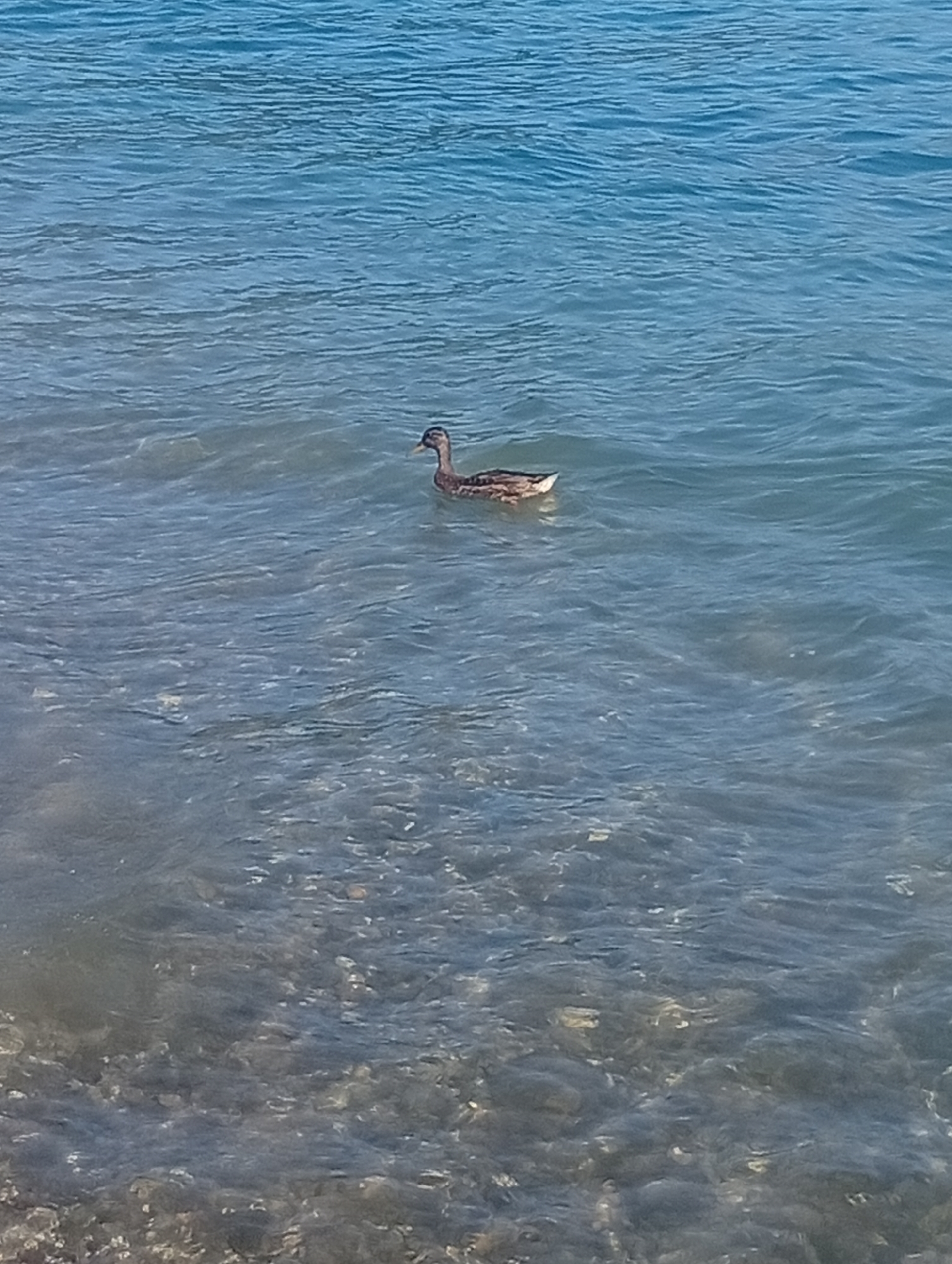 A single duck swims in the calm, blue water of a lake. The duck, with its brown and white plumage, is positioned in the center of the frame, facing to the left. The water is clear enough to see the rocky bottom beneath the surface. The scene appears to be a natural outdoor setting, possibly a lake or a wide river. The location is identified as Hergiswil (NW), Switzerland.