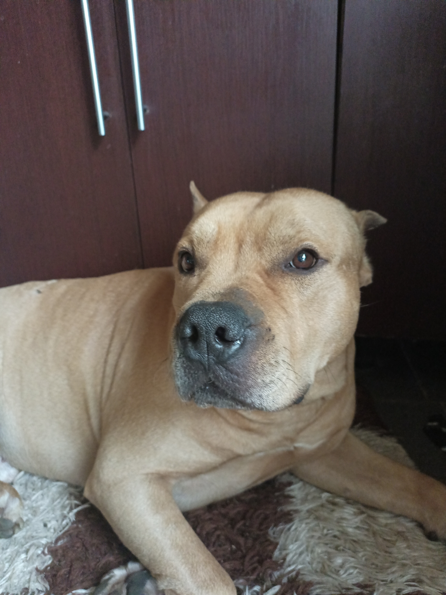 A fawn-colored American Staffordshire Terrier lies on a rug in front of a dark brown cabinet. The dog's head is turned to the left, and its eyes are looking forward. The dog has a black nose and floppy ears. The cabinet has two silver handles. The rug has a pattern of brown and cream-colored shaggy fibers. The lighting in the image is dim.