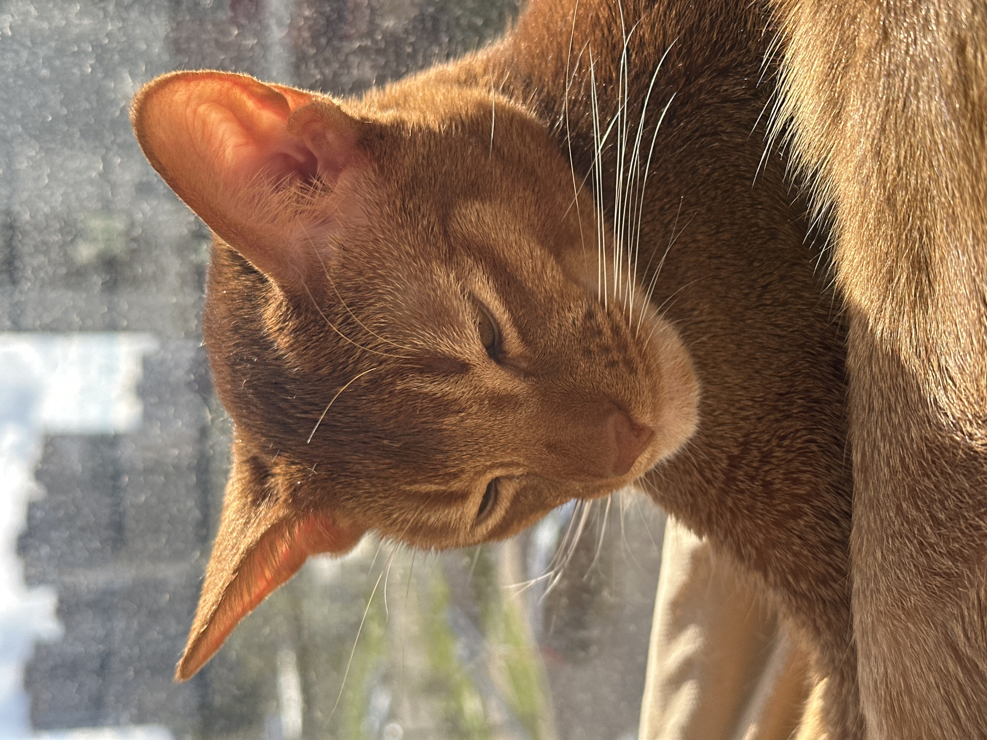 The image captures a close-up of a domestic cat, likely an Abyssinian or similar short-haired breed, bathed in warm, golden sunlight. The cat's head is tilted downwards, with its eyes mostly closed, suggesting a moment of rest, relaxation, or possibly light dozing.
The scene takes place indoors, likely near a window, as indicated by the bright, direct light illuminating the cat and the blurred outdoor background. The background is out of focus, showing indistinct shapes that could be trees or distant elements, creating a soft bokeh effect.
Notable details include the cat's striking reddish-brown fur, which exhibits subtle ticking, especially visible where the light catches it. Its prominent, pointed ears are translucent in the sun, revealing the delicate veins and fine hairs within. Long, white whiskers stand out sharply against the darker fur, catching the golden light. The overall lighting suggests either early morning or late afternoon, characterized by the warm, directional sunbeams. The weather outside appears bright and clear. The cat's posture and partially closed eyes convey a strong sense of peace, contentment, and tranquility. No specific visual cues in the image identify the location as Kazan, Russia, as provided in the context. There is no visible text in the image.