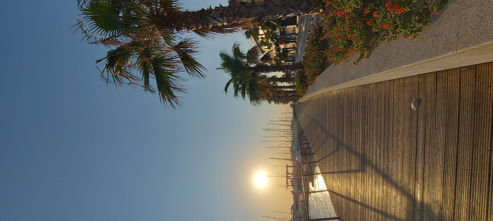 This image depicts a serene scene along a wooden boardwalk at a marina, bathed in the warm, golden light of a setting sun. The sun, a bright, diffused orb, hangs low in a clear, pale blue sky, casting long, soft shadows across the boardwalk and illuminating the rippling water of the marina.
Along the right side of the boardwalk, a line of mature palm trees stands tall, their fronds rustling gently in the breeze. Beneath the palm trees, a vibrant flowerbed bursts with small, reddish-orange blossoms, adding a splash of color to the scene. Beyond the flowerbed, buildings with storefronts are visible, suggesting a commercial or residential area adjacent to the marina.
The boardwalk itself is constructed of weathered wooden planks, laid lengthwise and showing a warm, honeyed tone in the sunlight. A dark metal railing runs along the edge of the boardwalk, separating it from the water. In the distance, a multitude of sailboats are moored, their masts forming a striking vertical pattern against the horizon. The water in the marina is calm, reflecting the warm hues of the sky and the surrounding structures.
A solitary white object, possibly a piece of discarded litter or a shell, rests on the boardwalk near the right edge. The overall atmosphere is tranquil and picturesque, capturing a moment of calm as day transitions into evening. The scene is likely located in a coastal city with a marina, typical of the Municipal Unit of Rhodes, Greece, known for its beautiful harbors and Mediterranean charm.