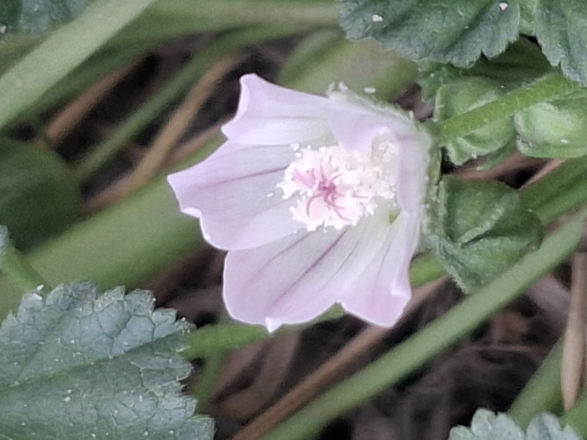 The image shows a close-up view of a delicate, light pink mallow flower with a fuzzy center of white stamens and a pink stigma. The flower is surrounded by green foliage, some of which appears to be slightly wilted or textured with small droplets. The background is blurred, suggesting an outdoor setting with natural light. The overall impression is one of a botanical detail captured in a natural environment. There is no identifiable location within the city of Almaty, Kazakhstan, or any contextual information beyond the botanical subject matter.