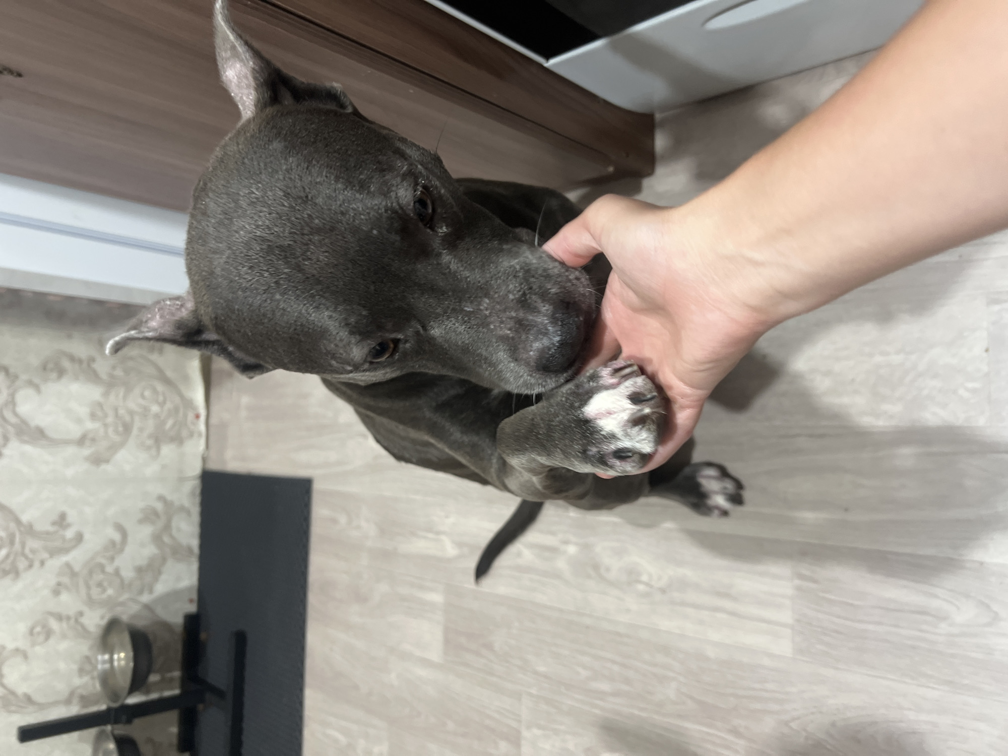 An indoor, high-angle, medium shot shows a gray pit bull puppy sitting on a light-colored wooden floor, its right paw resting on an outstretched hand. The puppy is looking down at the hand, its mouth gently touching the person's fingertips. The puppy has large, erect ears and white markings on its paws. In the background, a wall with a patterned wallpaper is visible, as well as a dark gray mat and a black metal stand holding two stainless steel bowls. A wooden cabinet is to the right of the frame. The scene takes place in an indoor environment, likely a home, with no specific identifying features that would indicate its location in Chigiri, Russia.