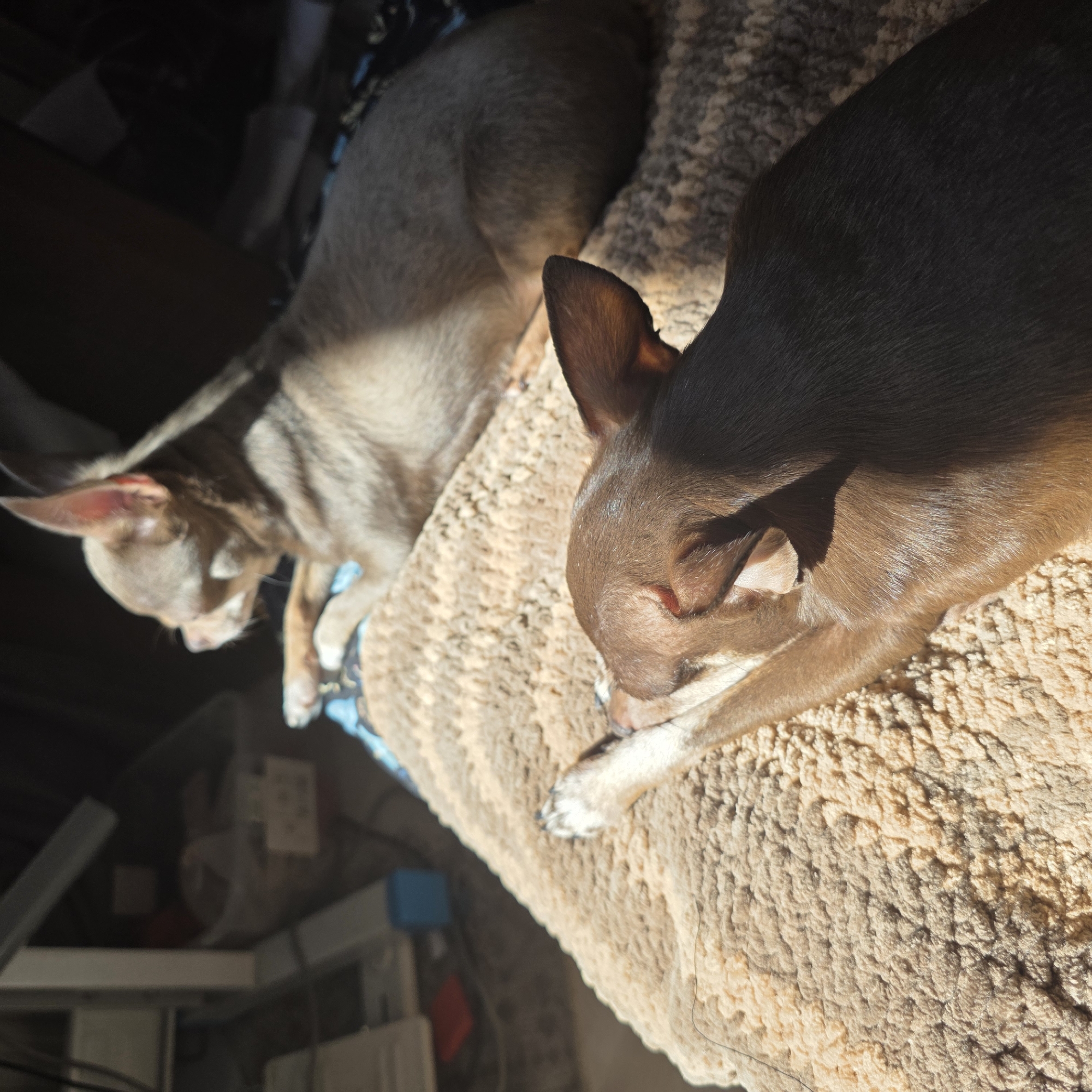 Two Chihuahuas are sleeping on a tan shag rug. The dog on the right is dark brown and the dog on the left is light brown. The location is not Saint Petersburg, Russia.