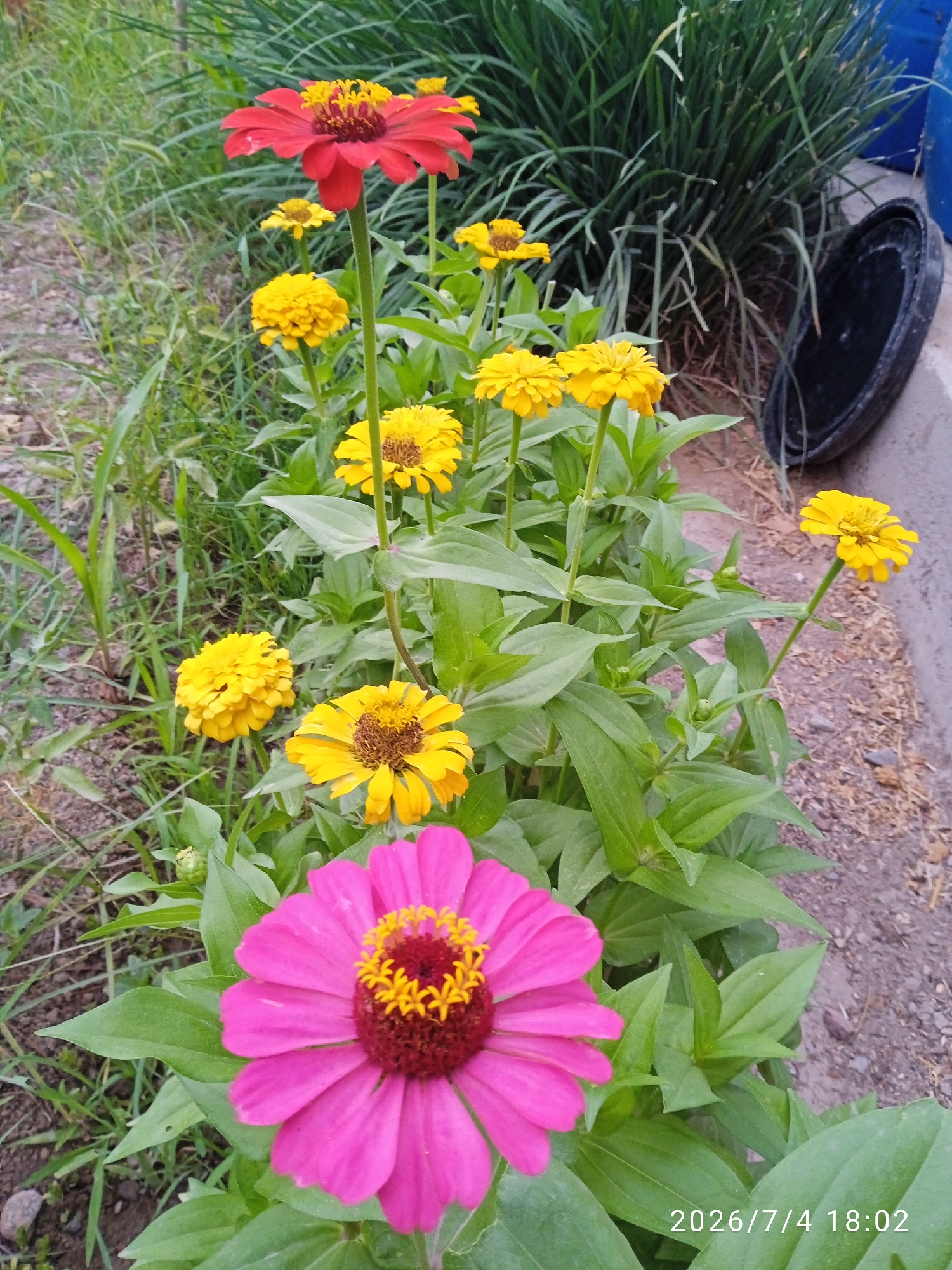 In an outdoor setting, a cluster of vibrant Zinnia flowers is in full bloom. A prominent pink Zinnia dominates the foreground, its petals a rich fuchsia and its center a deep reddish-brown adorned with bright yellow stamens. Behind it, a tall stem holds a striking red Zinnia with similarly textured yellow and red stamens. Numerous yellow Zinnias of varying sizes and stages of bloom are scattered throughout the scene, adding a cheerful contrast to the greenery. The flowers are set against a backdrop of lush green foliage and tall, grass-like plants. The ground is covered in a mixture of soil, small stones, and dry debris. To the right, a dark, circular object, possibly a planter or lid, rests on a concrete surface, next to two blue cylindrical objects. The timestamp "2026/7/4 18:02" is visible in the lower right corner of the image.