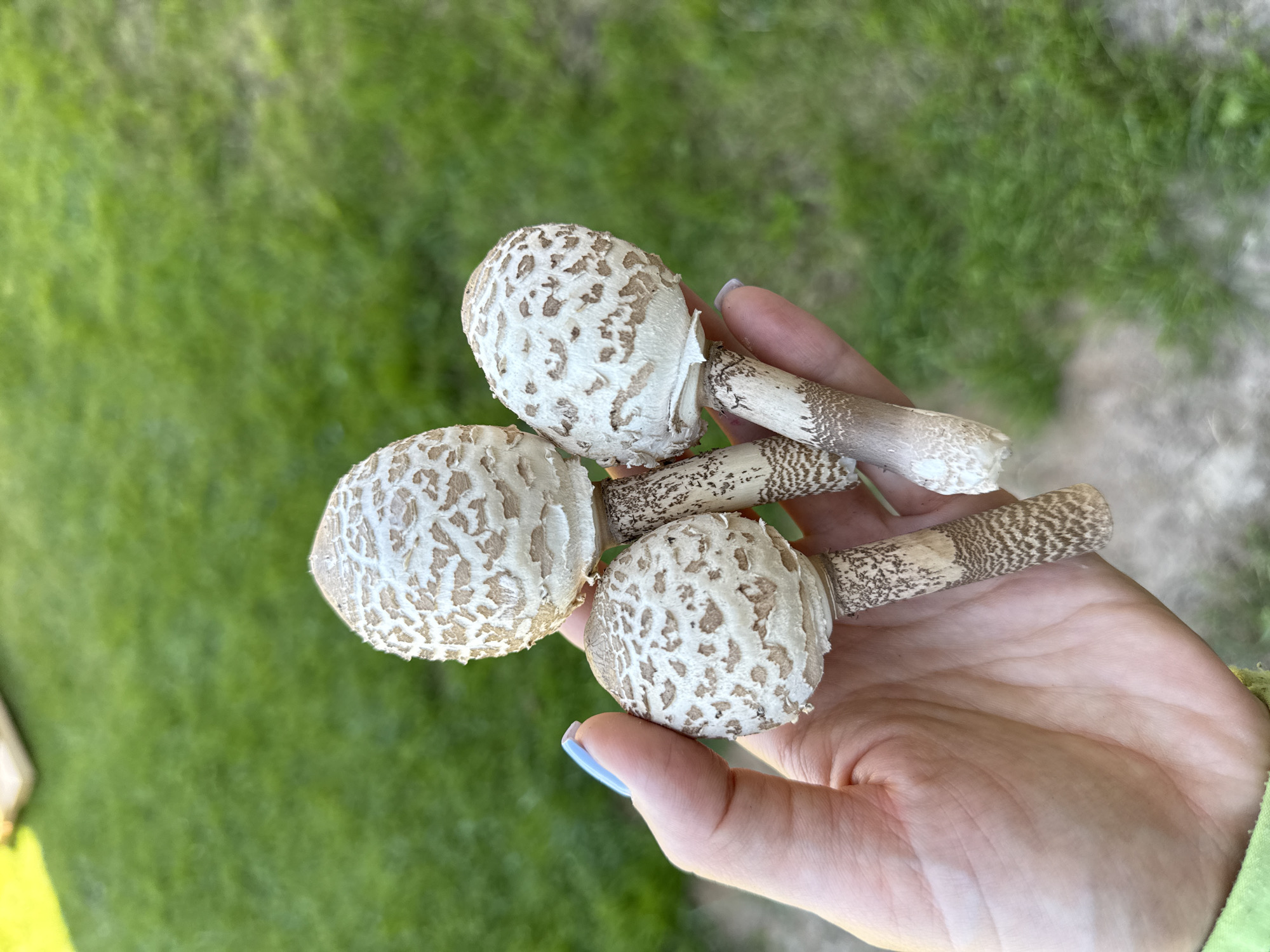 A hand with light skin and light blue nail polish holds three mushrooms. The mushrooms have white caps with brown scales and brown patterned stems. They are held in front of a blurred green grassy background.