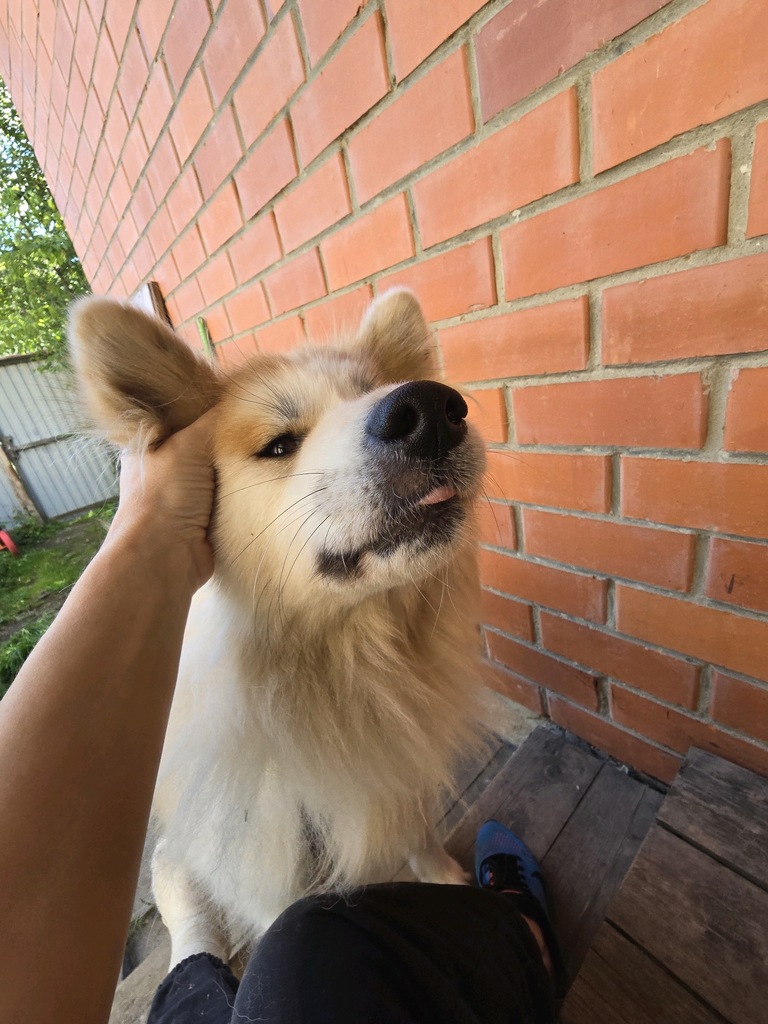 A medium shot captures a dog being petted by a person's hand against a brick wall. The dog, a light-colored breed with fluffy fur, is positioned in the foreground, with its head tilted upwards and its tongue slightly sticking out. The person's hand is gently holding the dog's ear and cheek. In the background, a red brick wall forms the backdrop, and a glimpse of greenery and a fence suggests an outdoor setting, possibly a backyard. The lower portion of the image shows the person's legs and a blue shoe resting on wooden planks. The scene appears to be in Podolsk, Russia, suggesting a casual outdoor interaction.