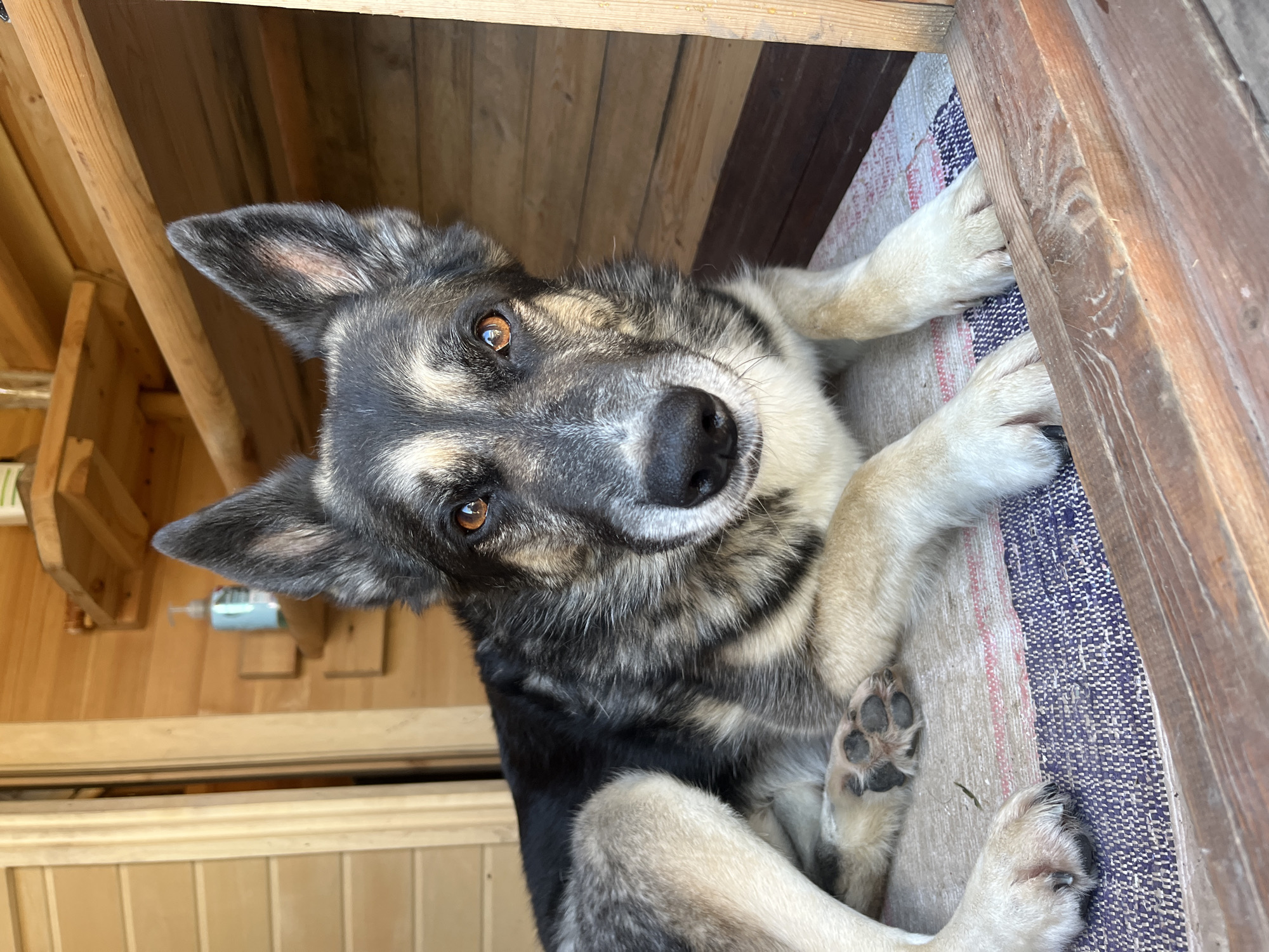 A medium shot captures a German Shepherd dog lying down on a rug within a wooden structure, possibly a porch or doghouse. The dog's gaze is directed at the viewer, with amber eyes, a black nose, and pointed ears. Its fur is a mix of black, grey, and tan. The background consists of wooden walls and shelving. One shelf holds a blue bottle with a pump dispenser, likely hand sanitizer. The lighting suggests it is daytime, with sunlight illuminating the scene. The environment appears to be rustic and possibly located outdoors. The dog is the sole subject in the frame.