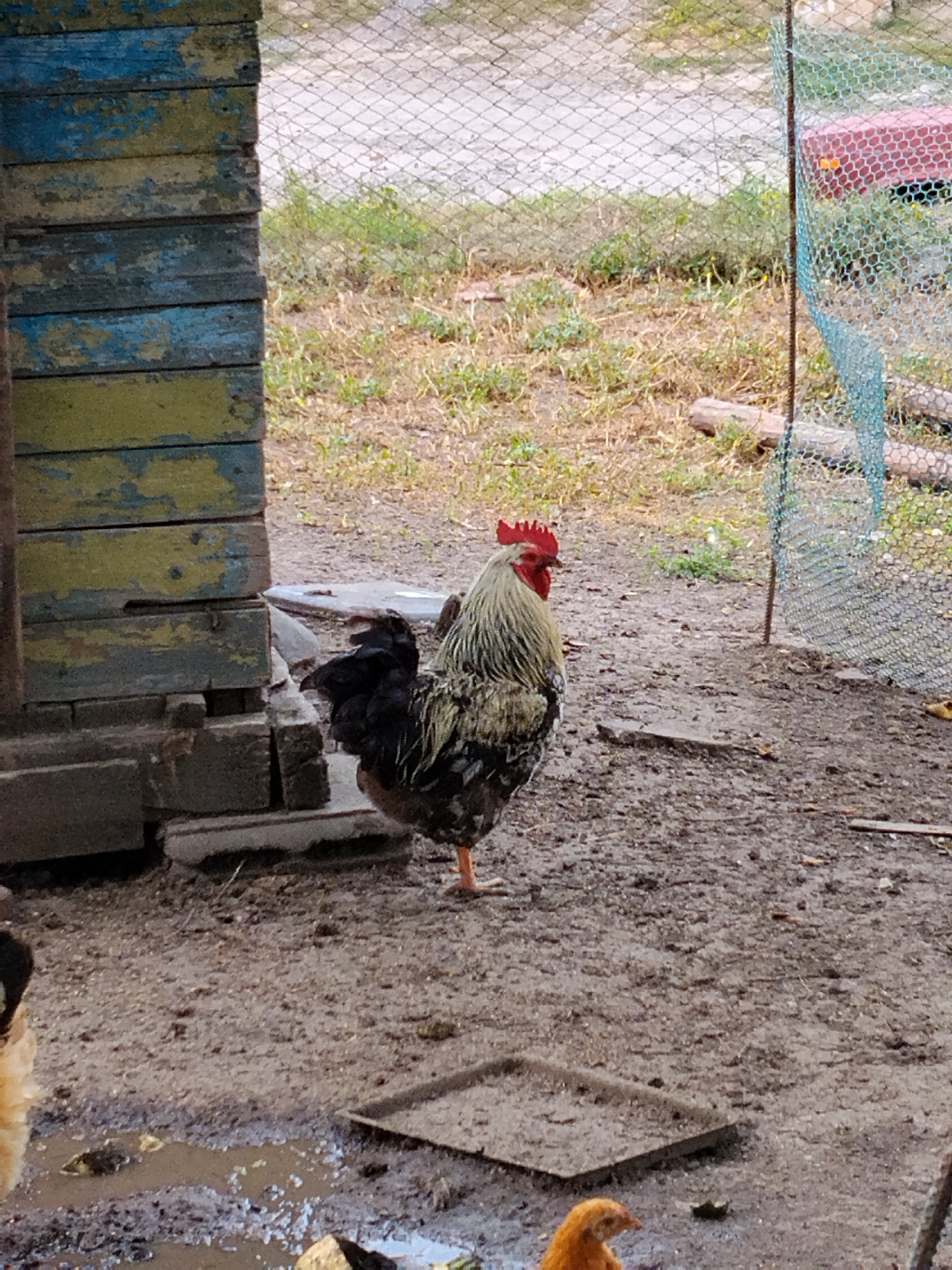 The image depicts a rooster standing in a muddy yard. The rooster is predominantly black and white with some golden plumage. It has a red comb on its head. To the left of the rooster is a weathered wooden structure, painted in alternating blue and yellow horizontal planks. In the background, a wire fence encloses an area with dry grass and some greenery. A blue net is draped over the fence on the right side of the image. The ground is uneven and appears to be composed of dirt and mud, with some puddles of water. There is a shallow, flat object on the ground in the foreground. The setting appears to be an outdoor farm or yard. This scene is located in the village of Ustyvytsia, Ukraine.
