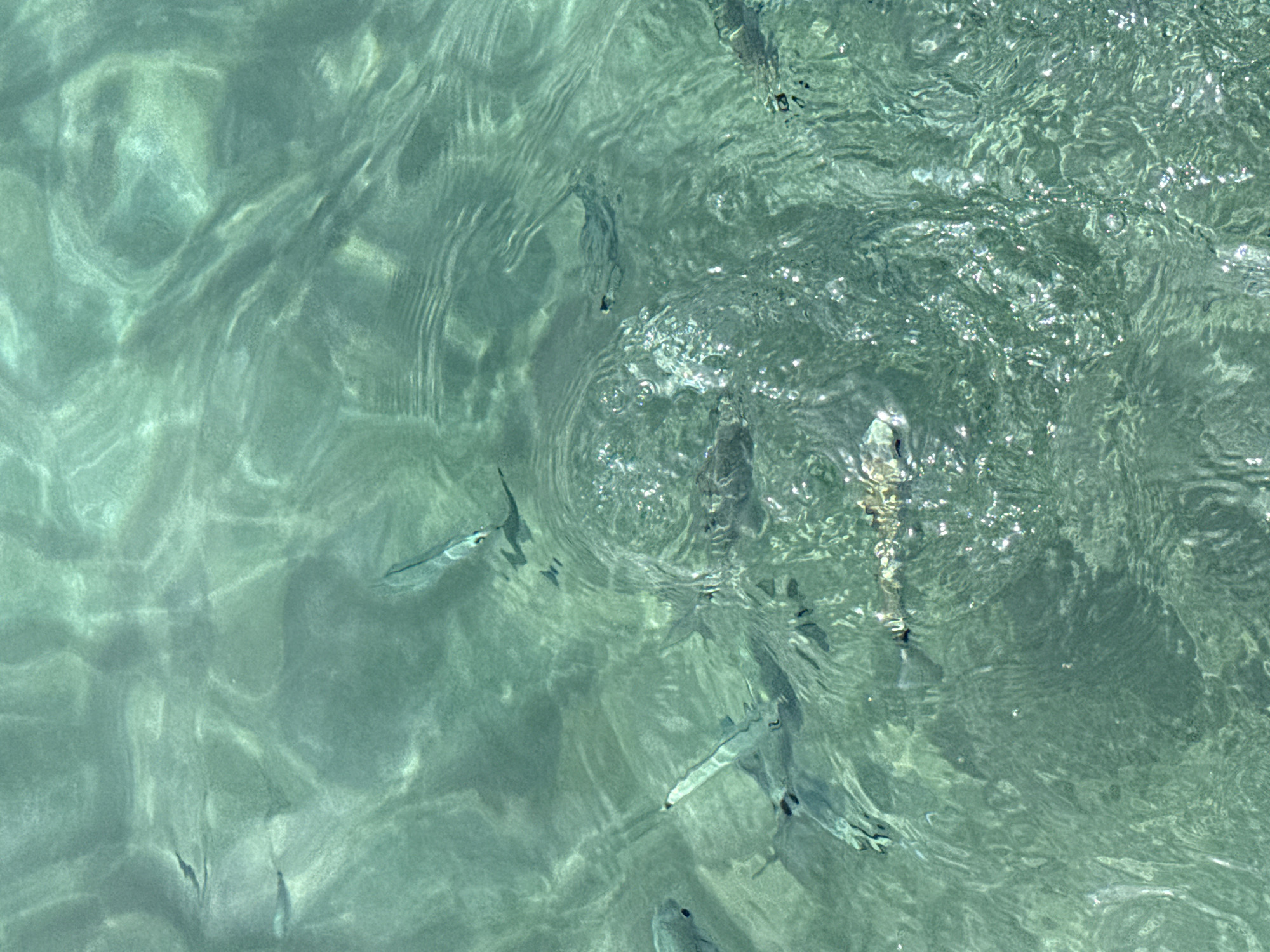 The image depicts a school of small fish swimming in clear, turquoise water. The water's surface is disturbed by ripples, creating dappled light patterns. Some of the fish are silhouetted against the sandy bottom, while others are more clearly visible. The overall impression is one of natural beauty and tranquility. This scene is likely from the Mediterranean coast of Águilas, Spain, given the clarity and color of the water, and the presence of marine life common to the region.